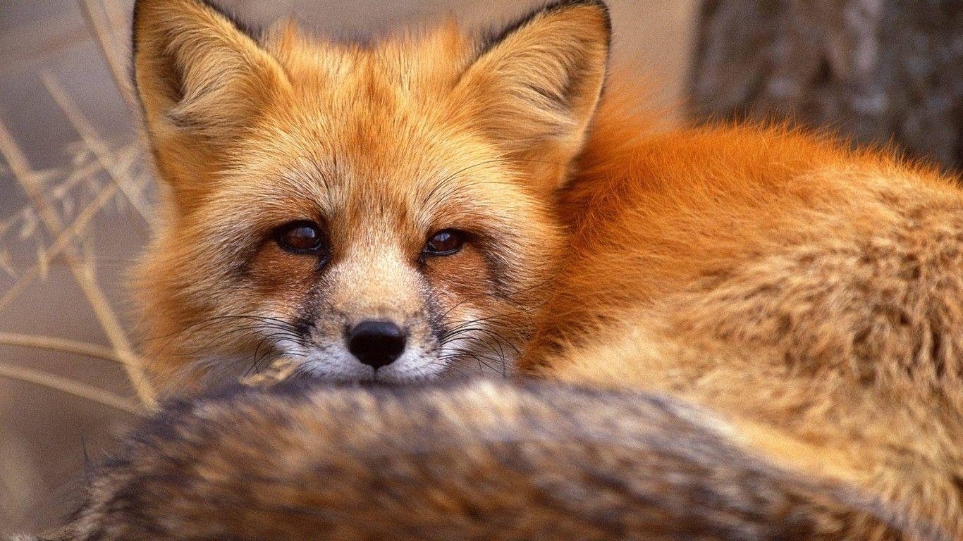 1366x768 Red Fox Wallpaper