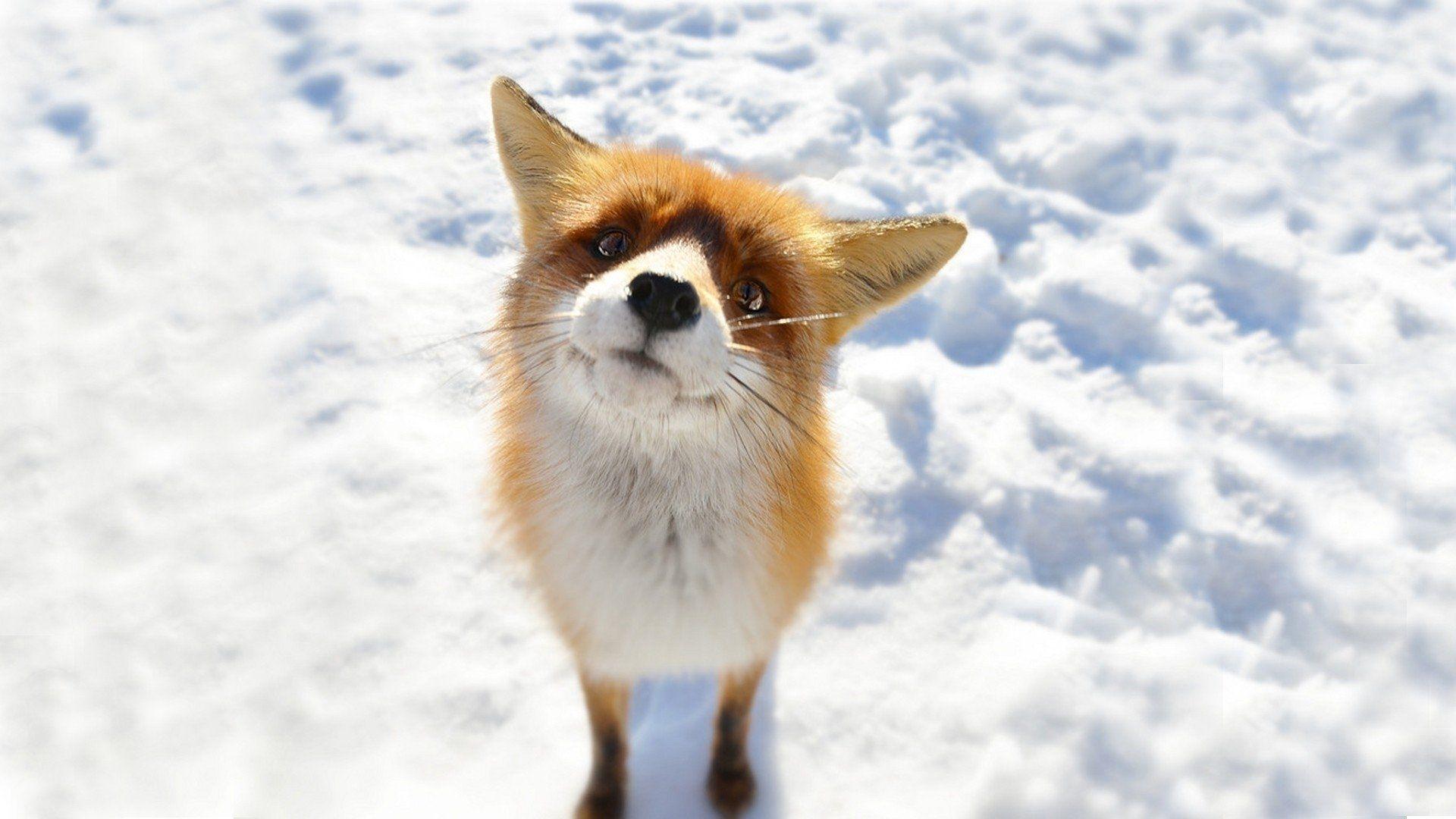 1920x1080 Fox HD Wallpaper