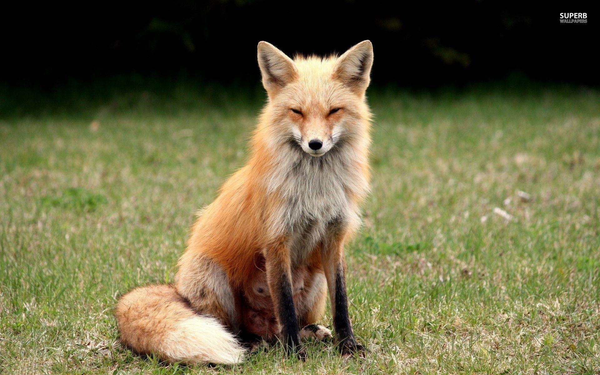 1920x1200 Fox Wallpaper
