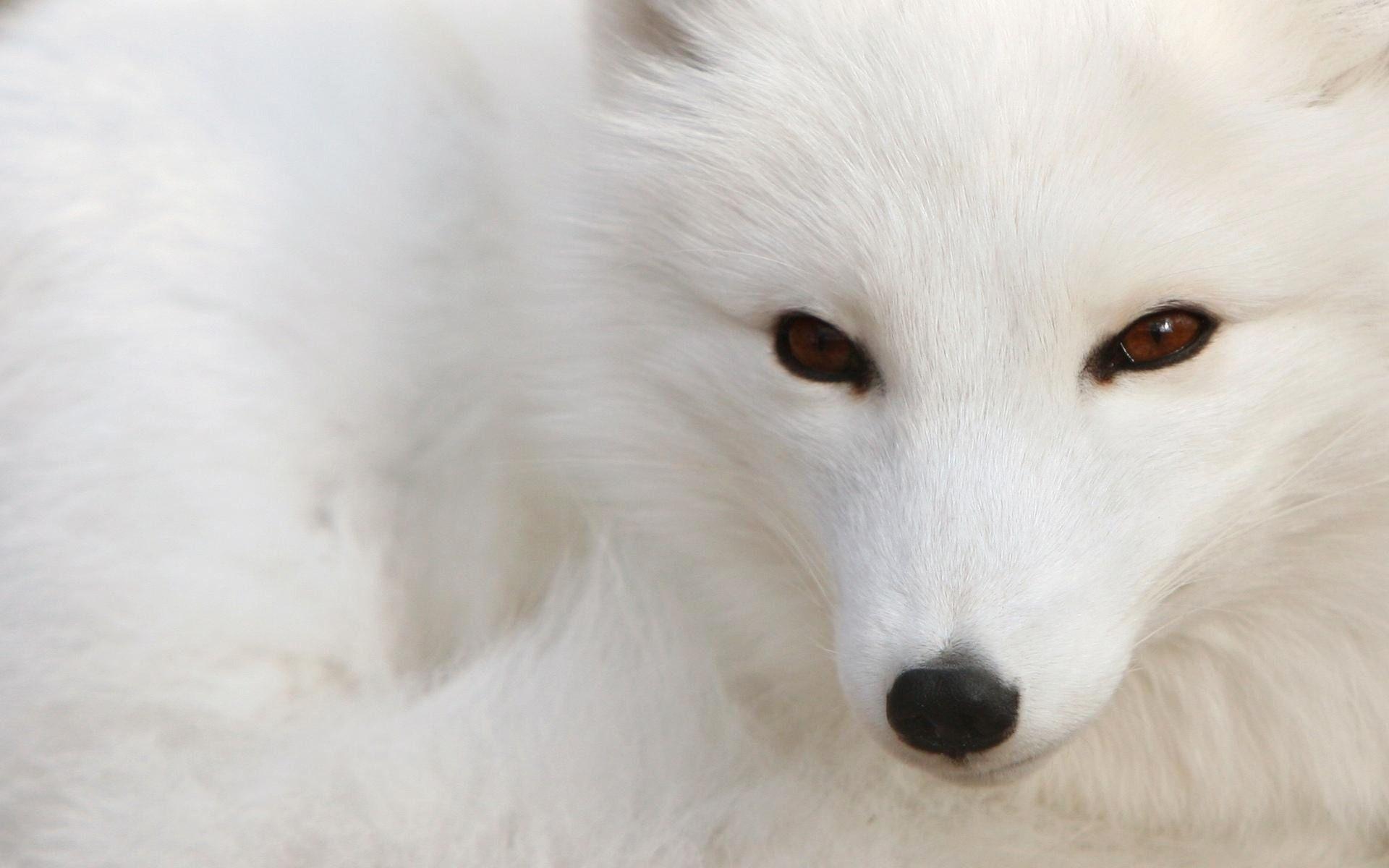 1920x1200 Polar fox Wallpaper Foxes Animals Wallpaper in jpg format for free