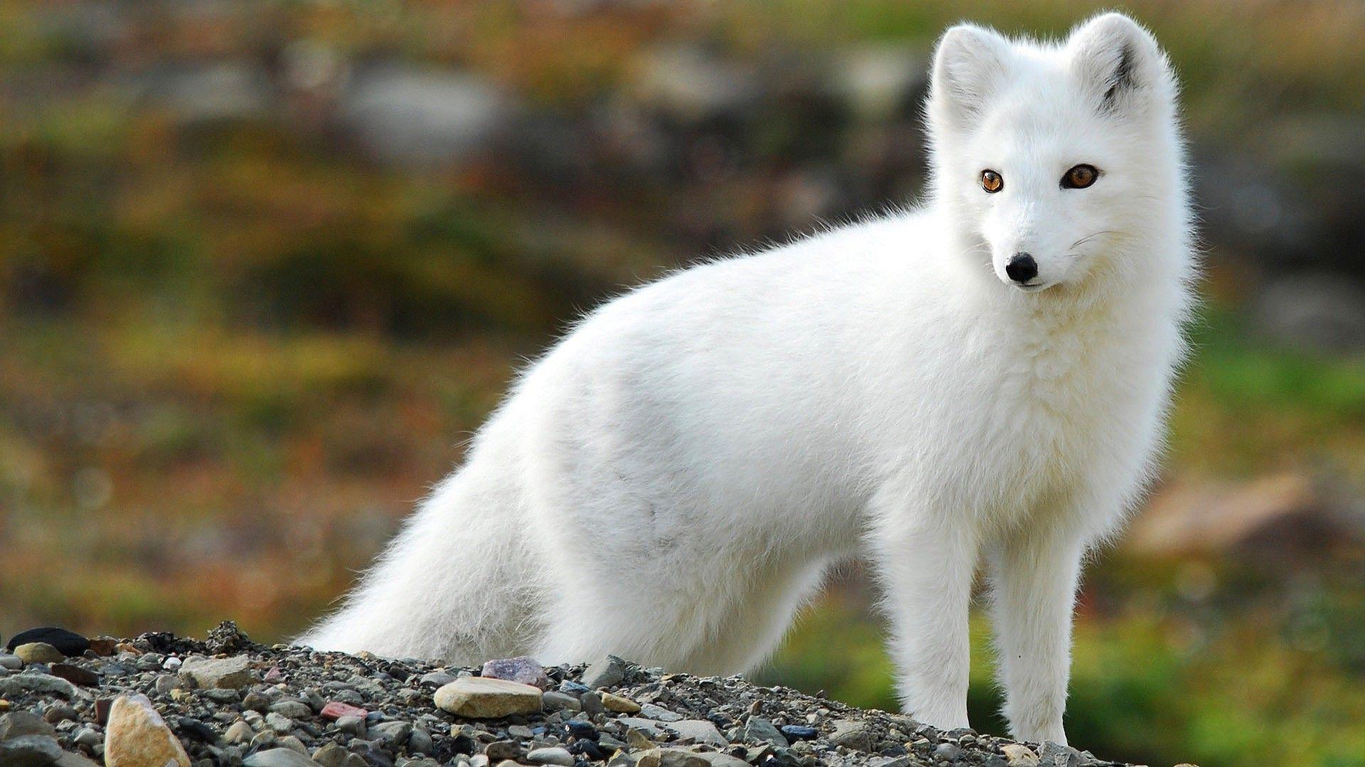 1920x1080 nature animals fox arctic fox wallpaper and background