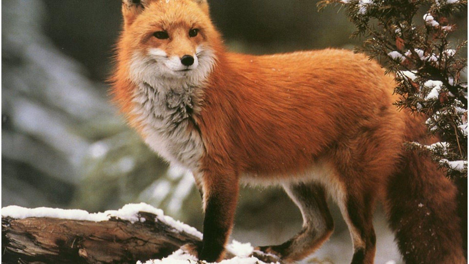 1920x1080 Winter Red Fox Animal (id: 178650)