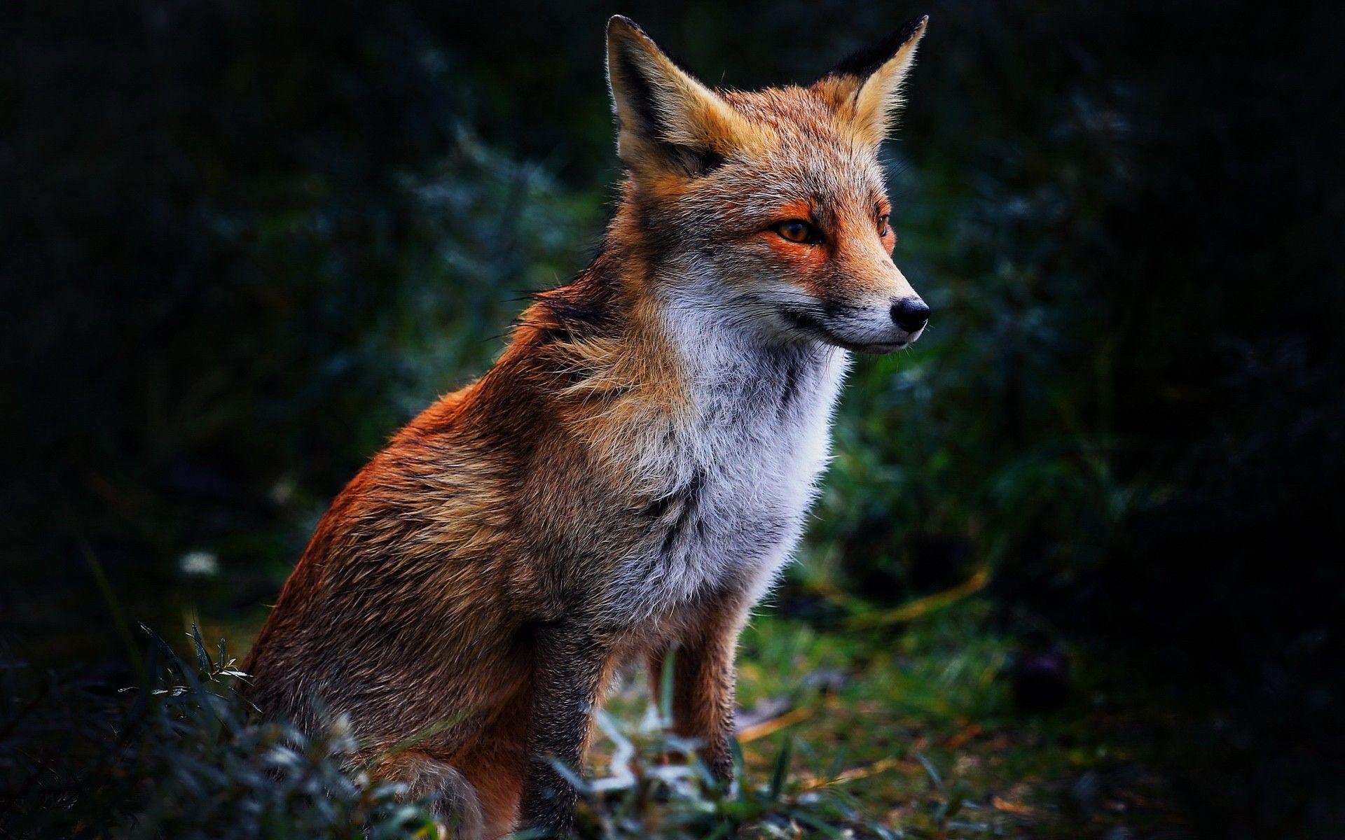 1920x1200 Fox HD
