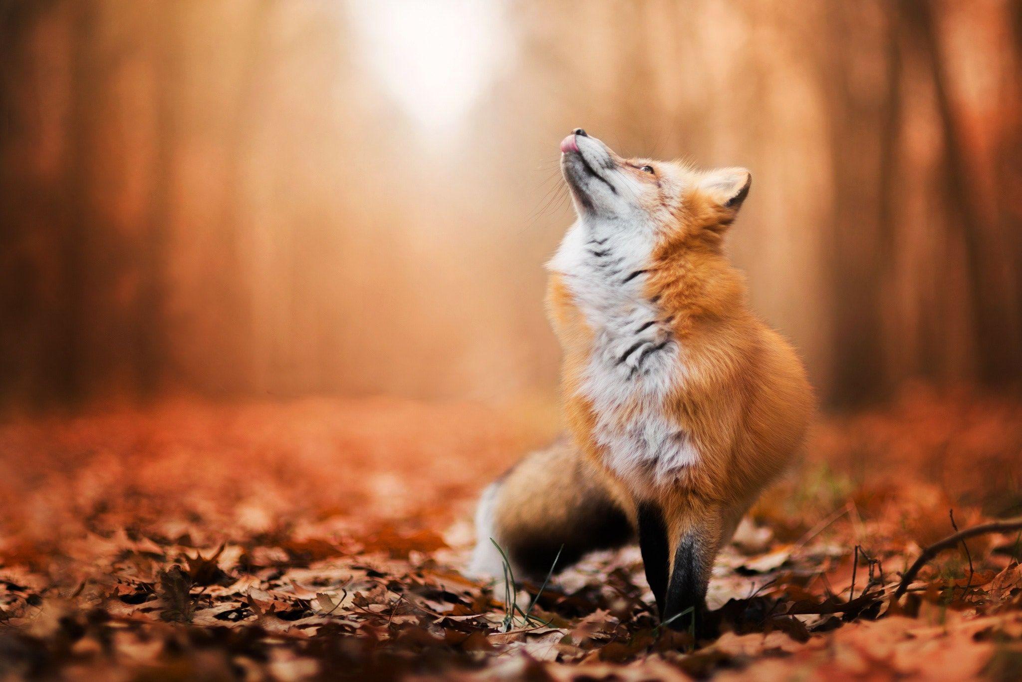 2048x1366 Download wallpaper autumn, Fox, foliage, Fox, section animals