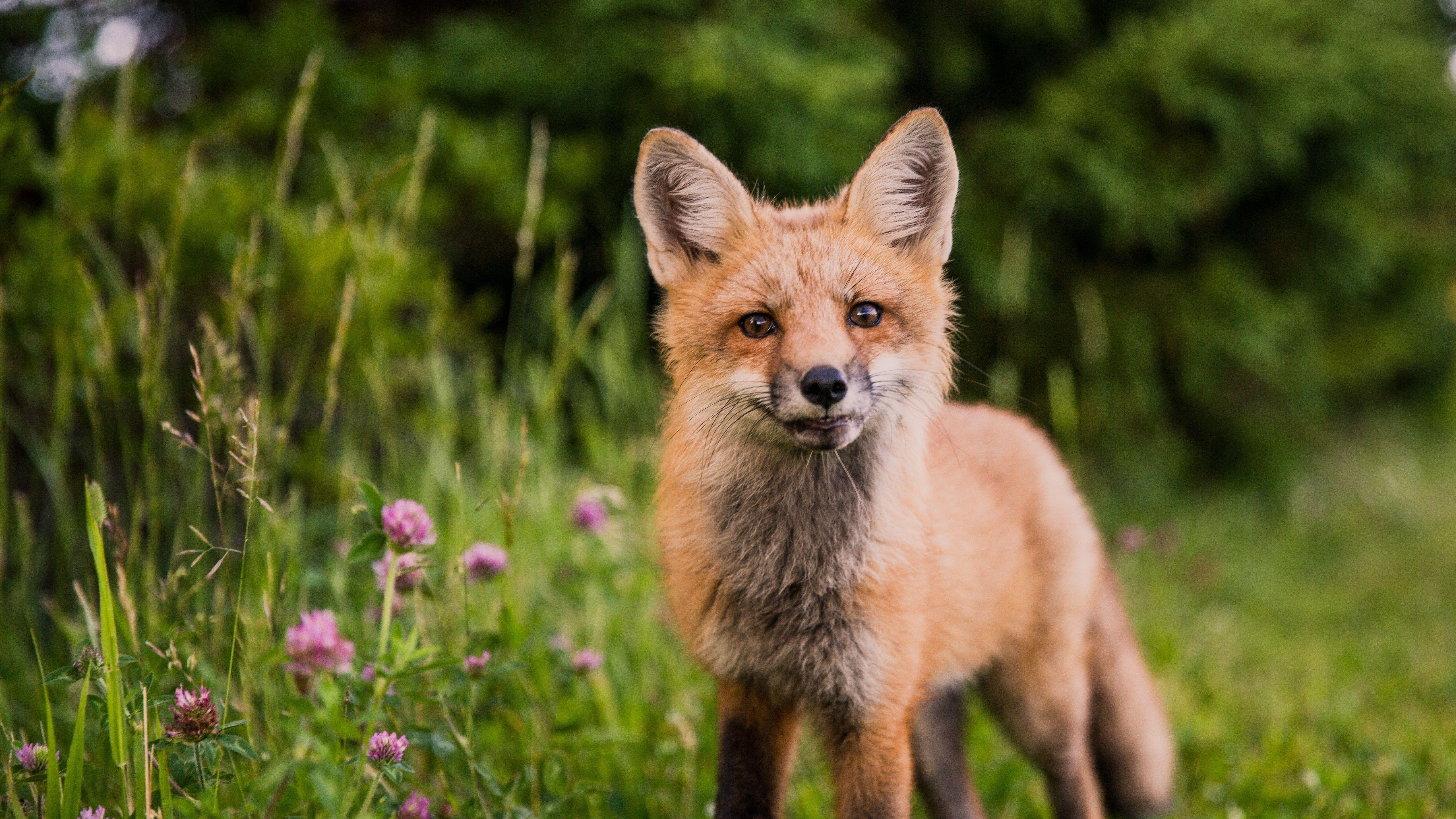 5120x2879 Animal Fox 5K Wallpaper