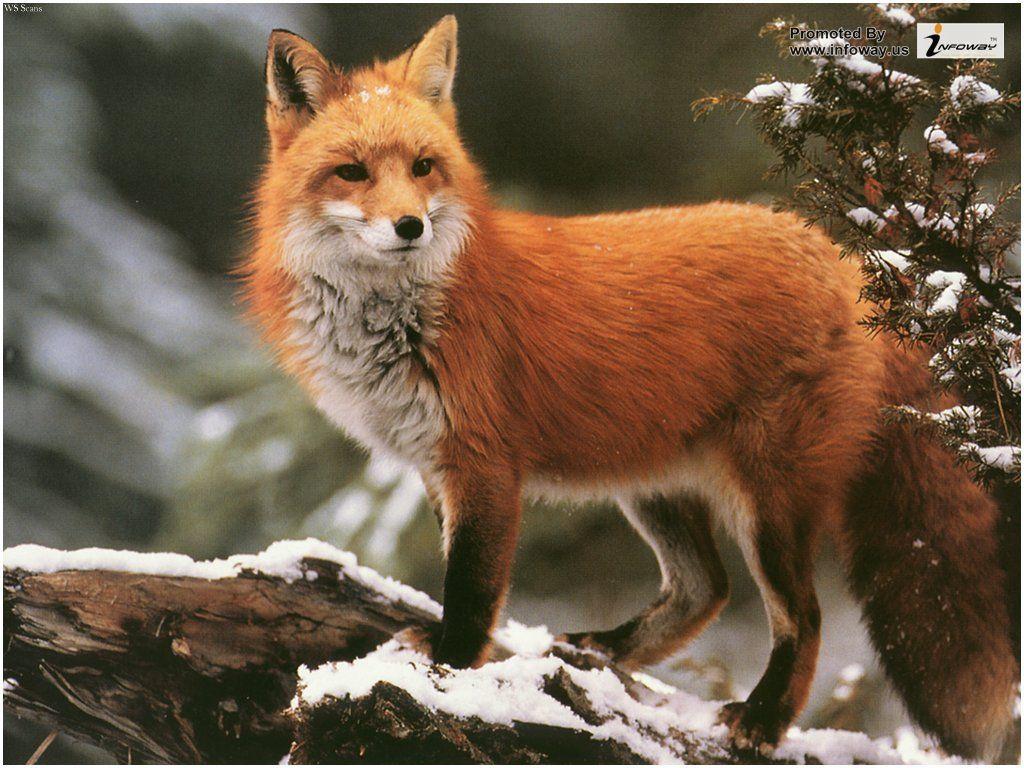 1024x768 Winter Red Fox Wallpaper. Winter Red Fox Wallpaper