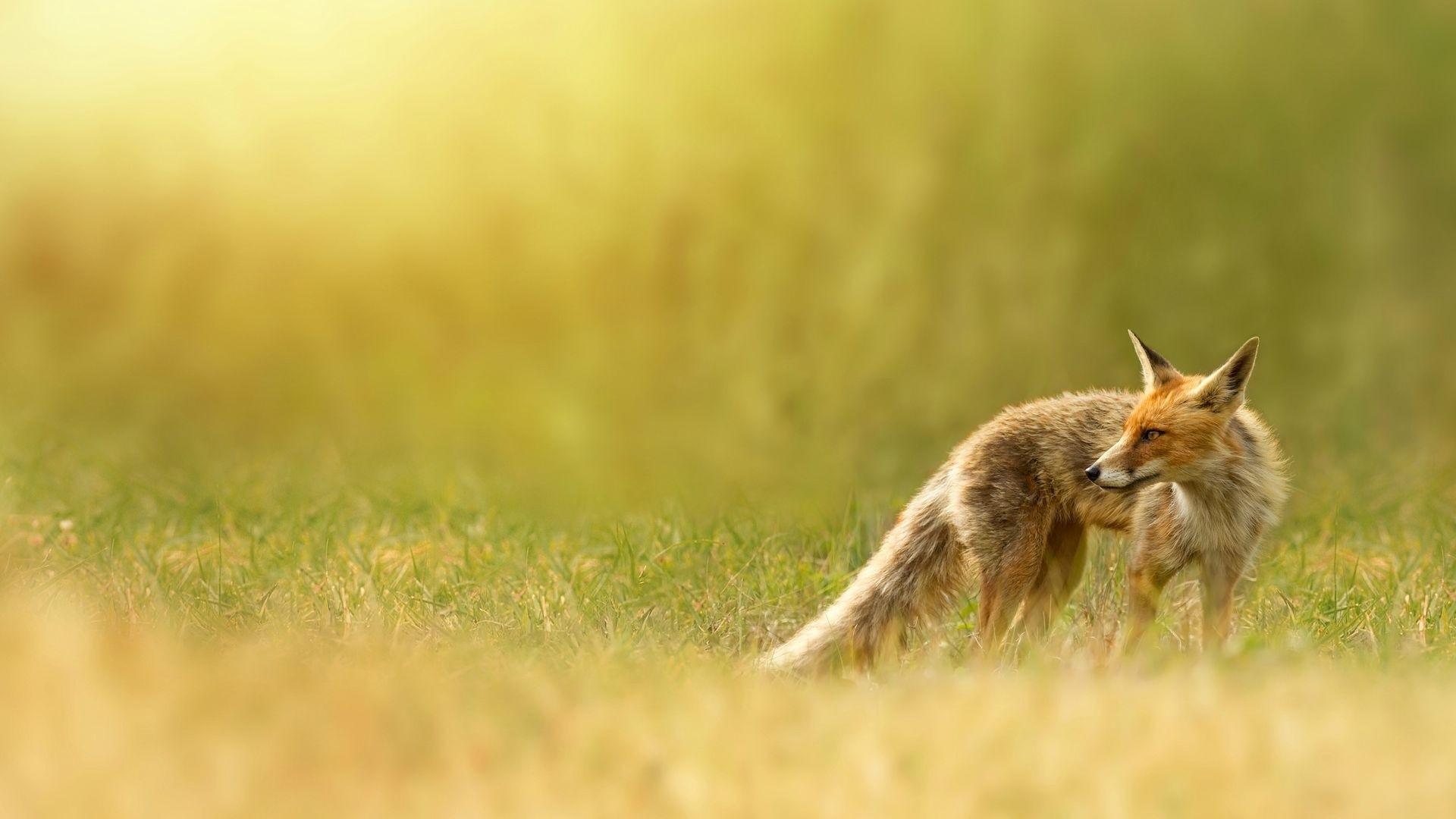 1920x1080 Animal Fox Grass Animals Wallpaper 1920x1080 PC Wallpaper