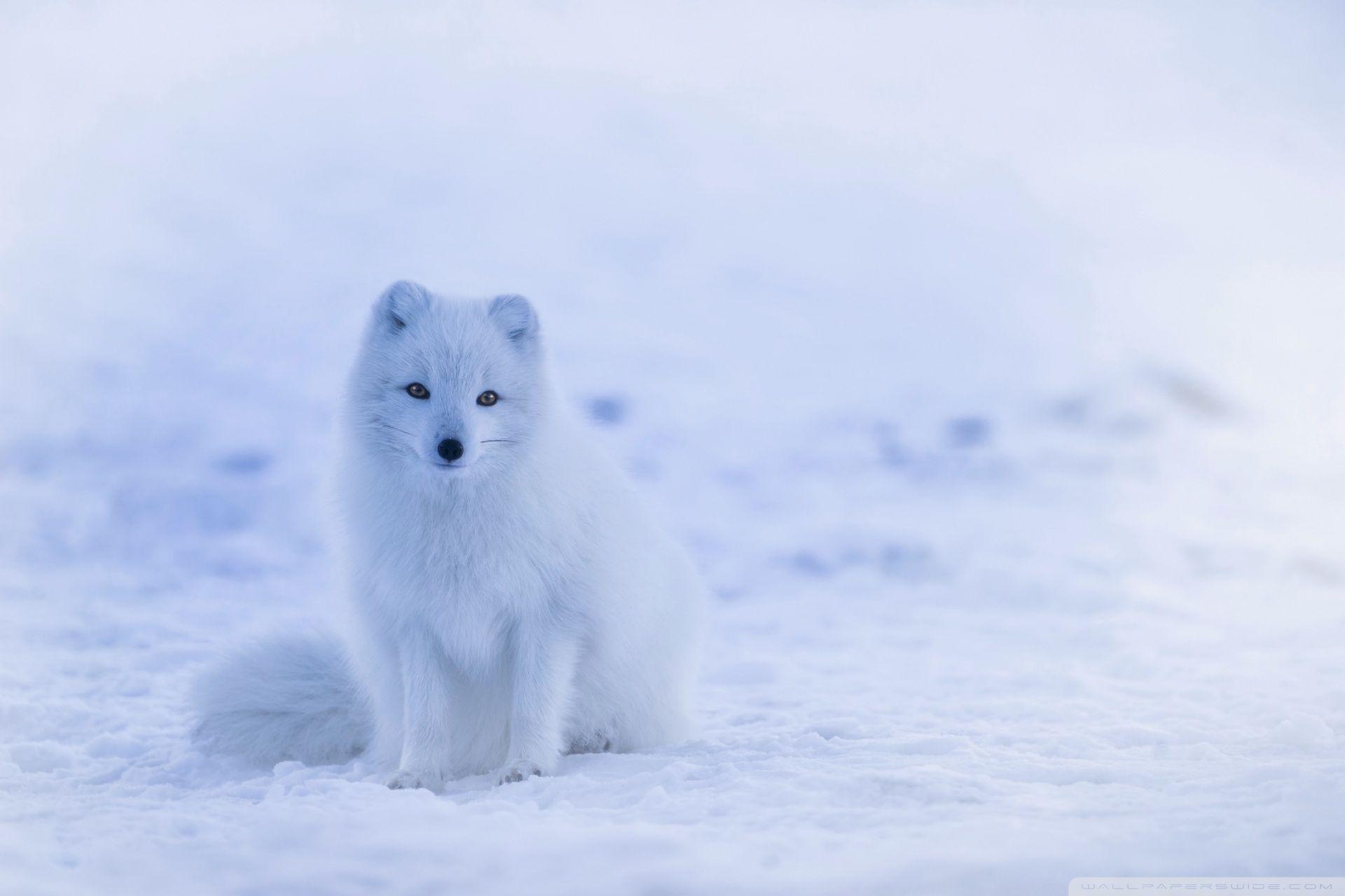 1920x1280 Coolest Ice Fox Wallpaper Wallpaper