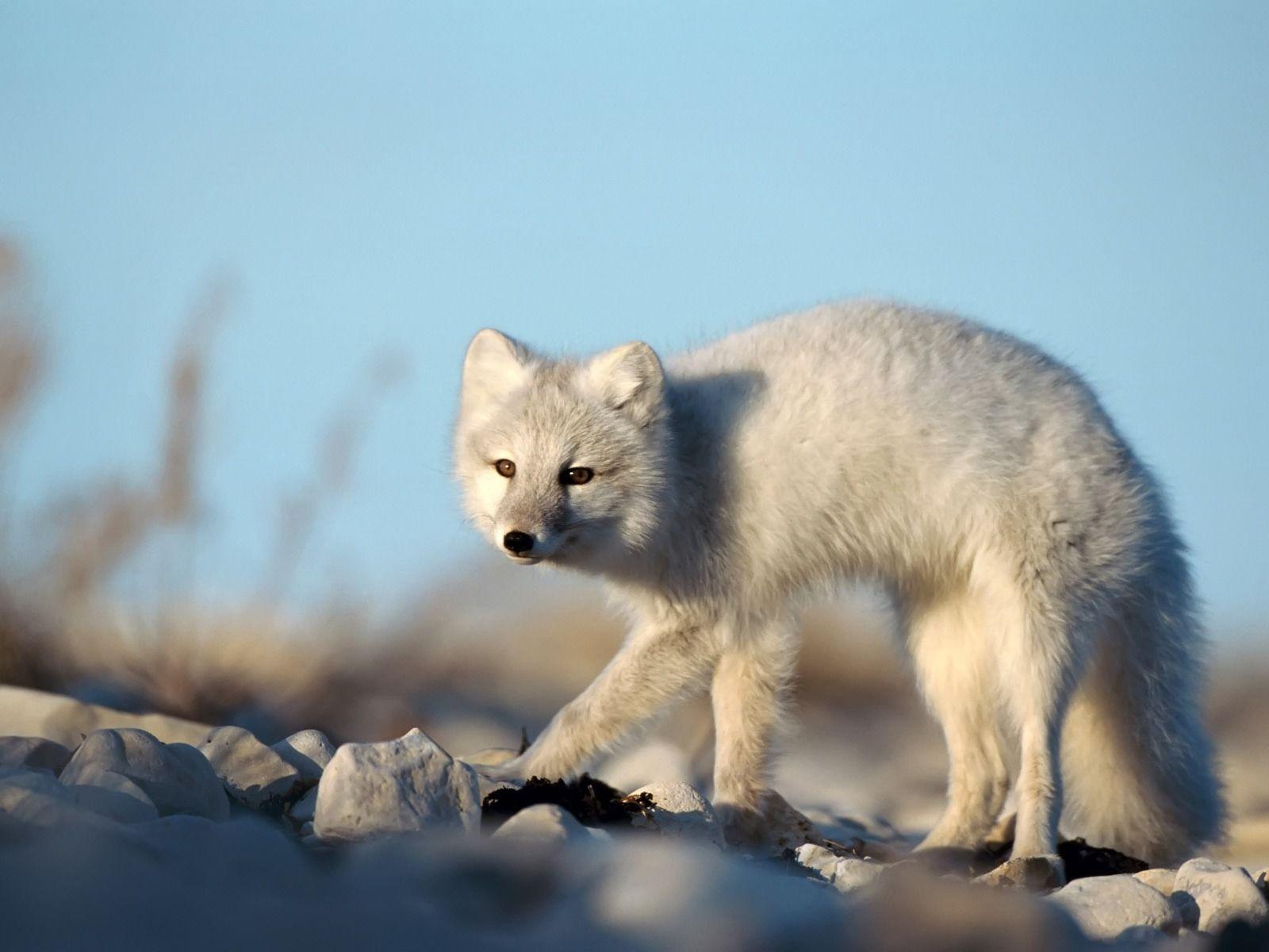 1600x1200 Artic Fox Wallpaper Foxes Animals Wallpaper in jpg format for free