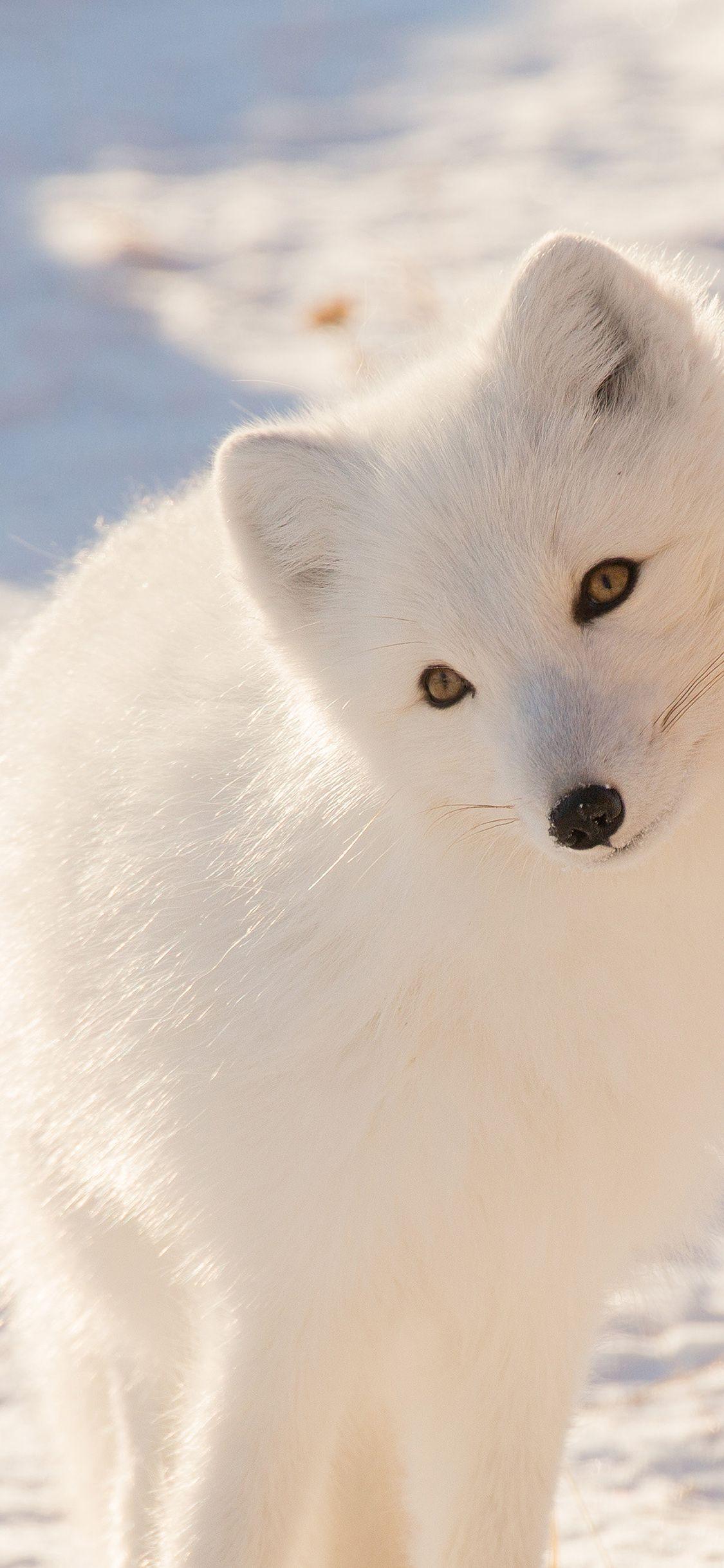1125x2436 iPhone X wallpaper. winter animal fox white