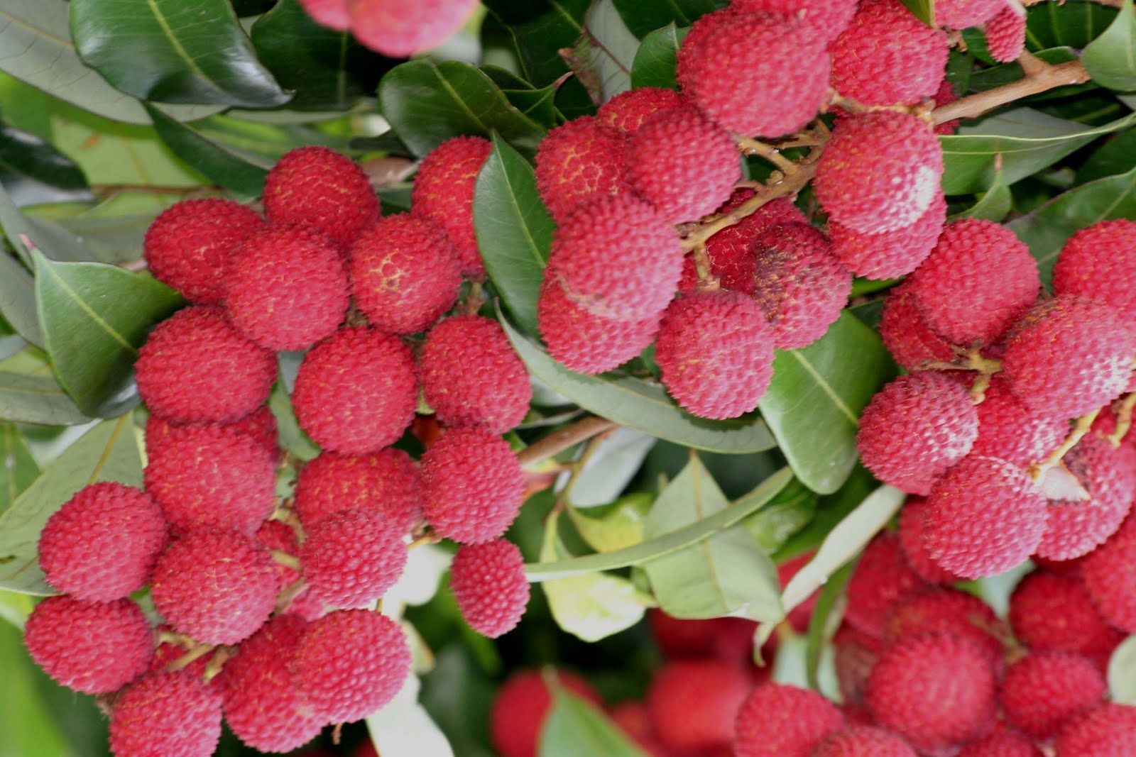 1600x1067 Litchi fruit in tree photo. Lychee tree, Lychee, Fruit