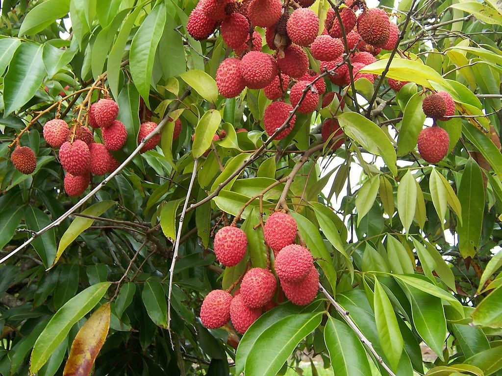 1024x768 Litchi chinensis