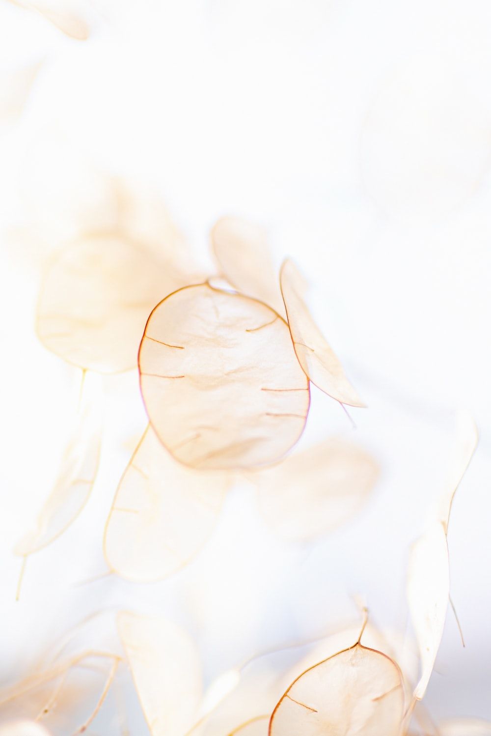 1000x1498 Desktop Wallpaper Beige best free beige, aesthetic, brown and flower photo