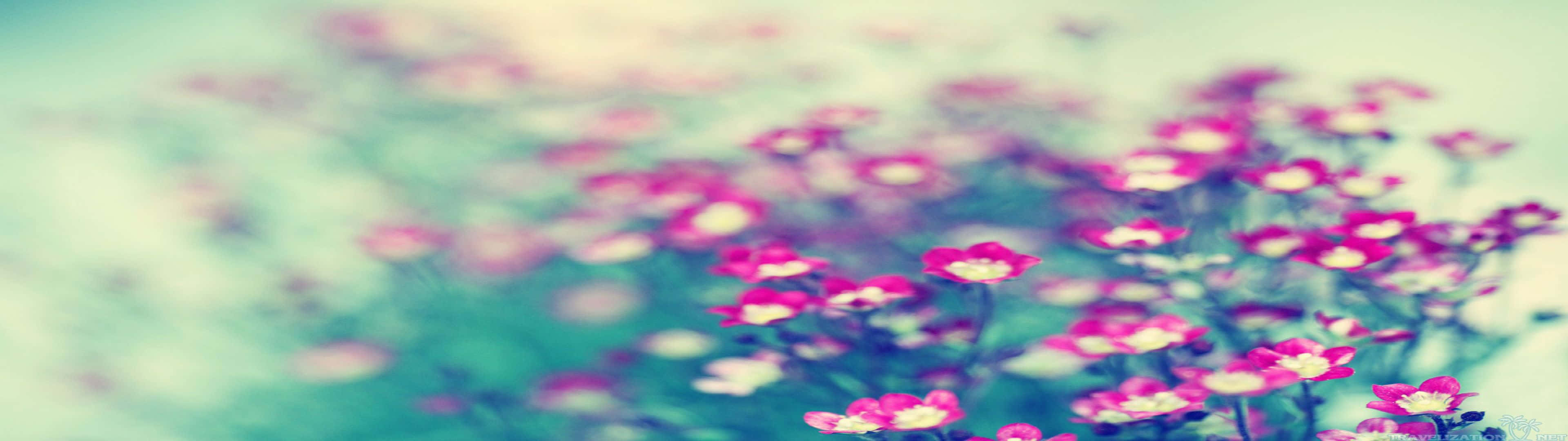 3840x1080 Download Pink Flowers In A Blurry Background Wallpaper