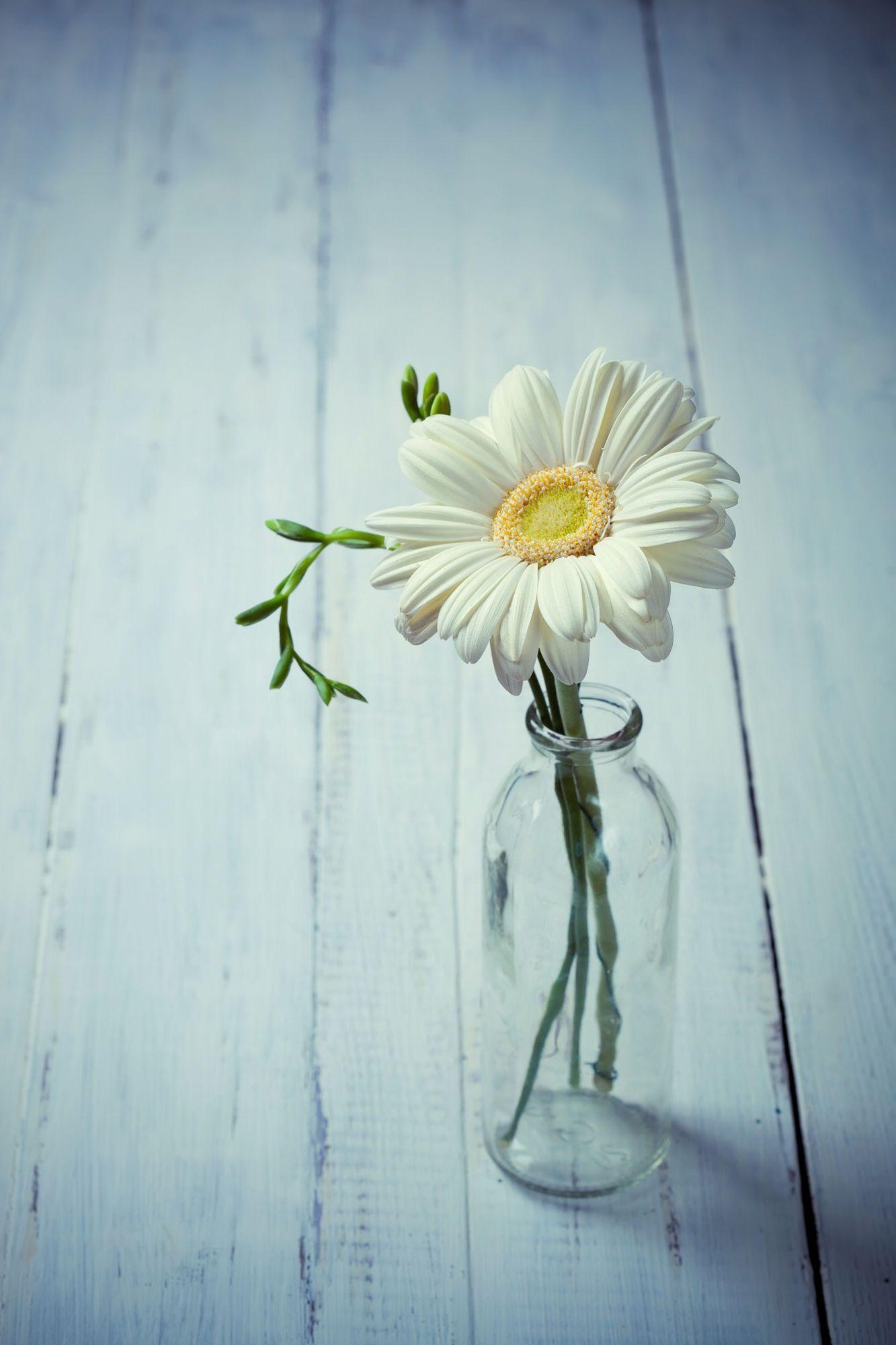 1333x2000 White gerbera flower in a vase on wooden background, simple