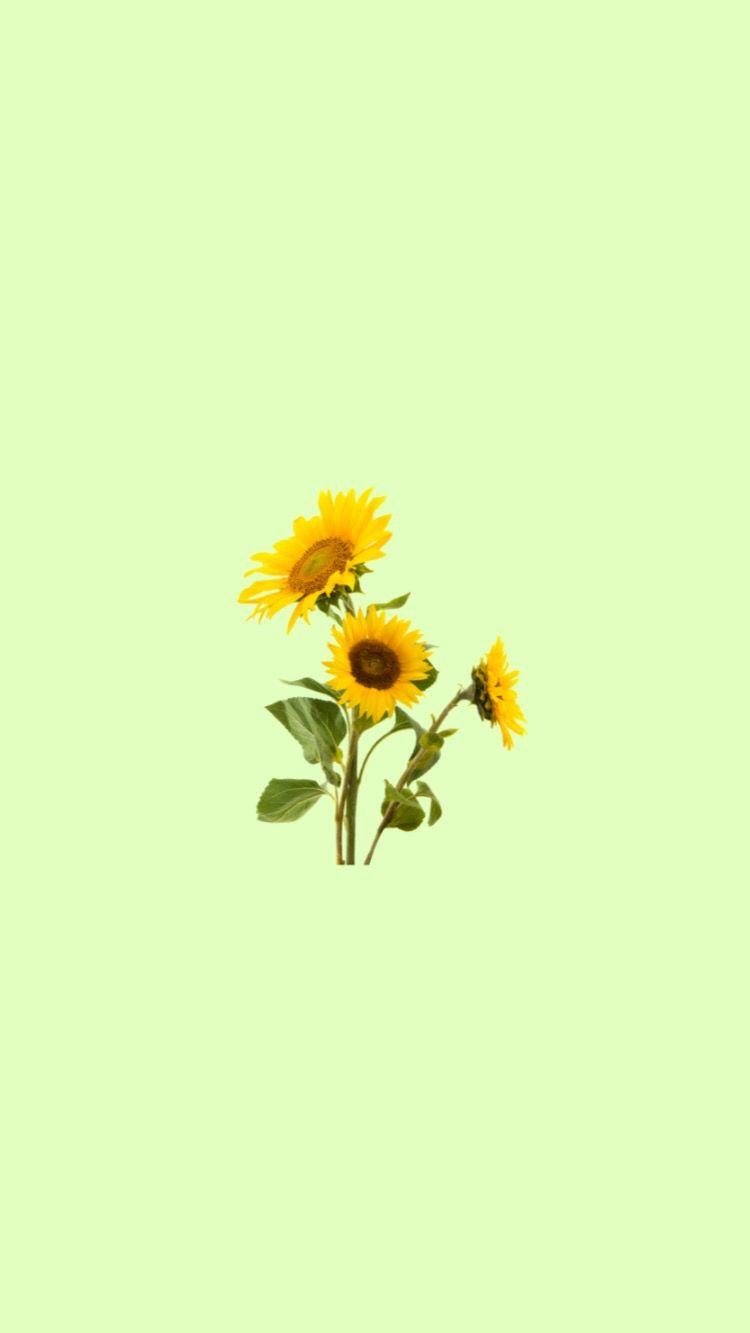 750x1333 ⭐️Wallpaper tumblr & png. Sunflower wallpaper, Wallpaper background, Photo wallpaper