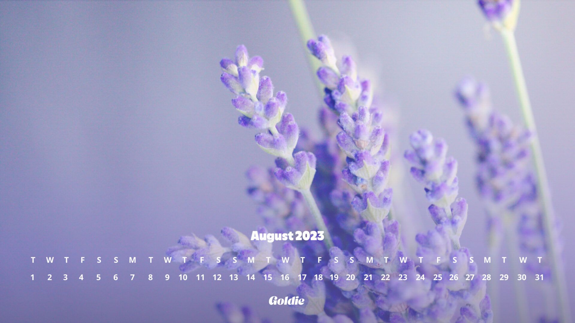 1920x1080 Free August 2023 Calendar Wallpaper