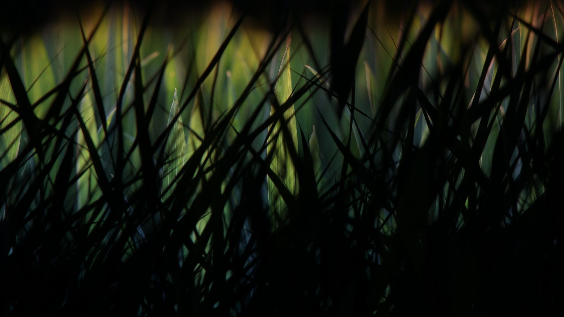 Night Grass Wallpapers - Top Free Night Grass Backgrounds - WallpaperAccess