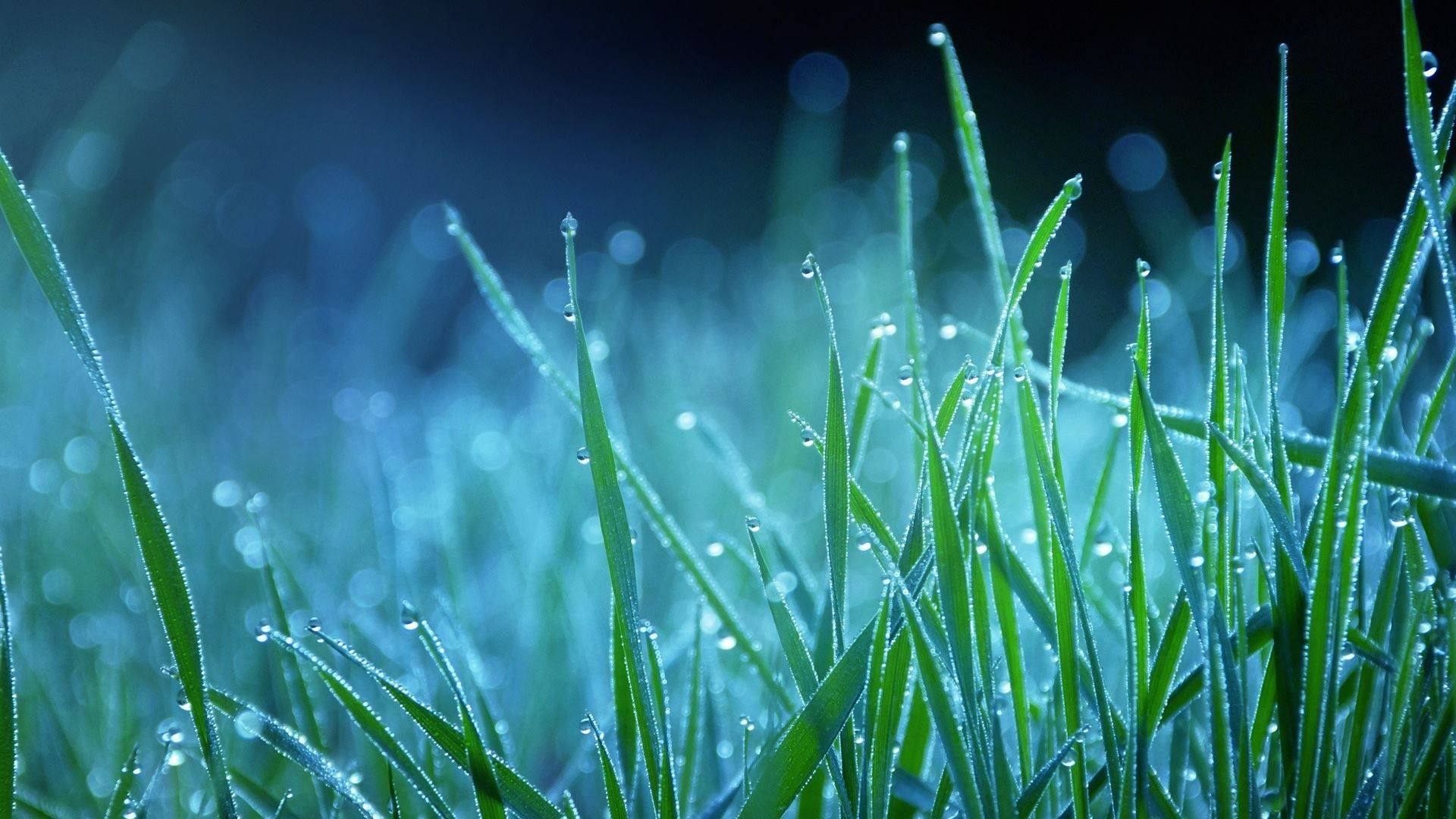 Night Grass Wallpapers - Top Free Night Grass Backgrounds - WallpaperAccess