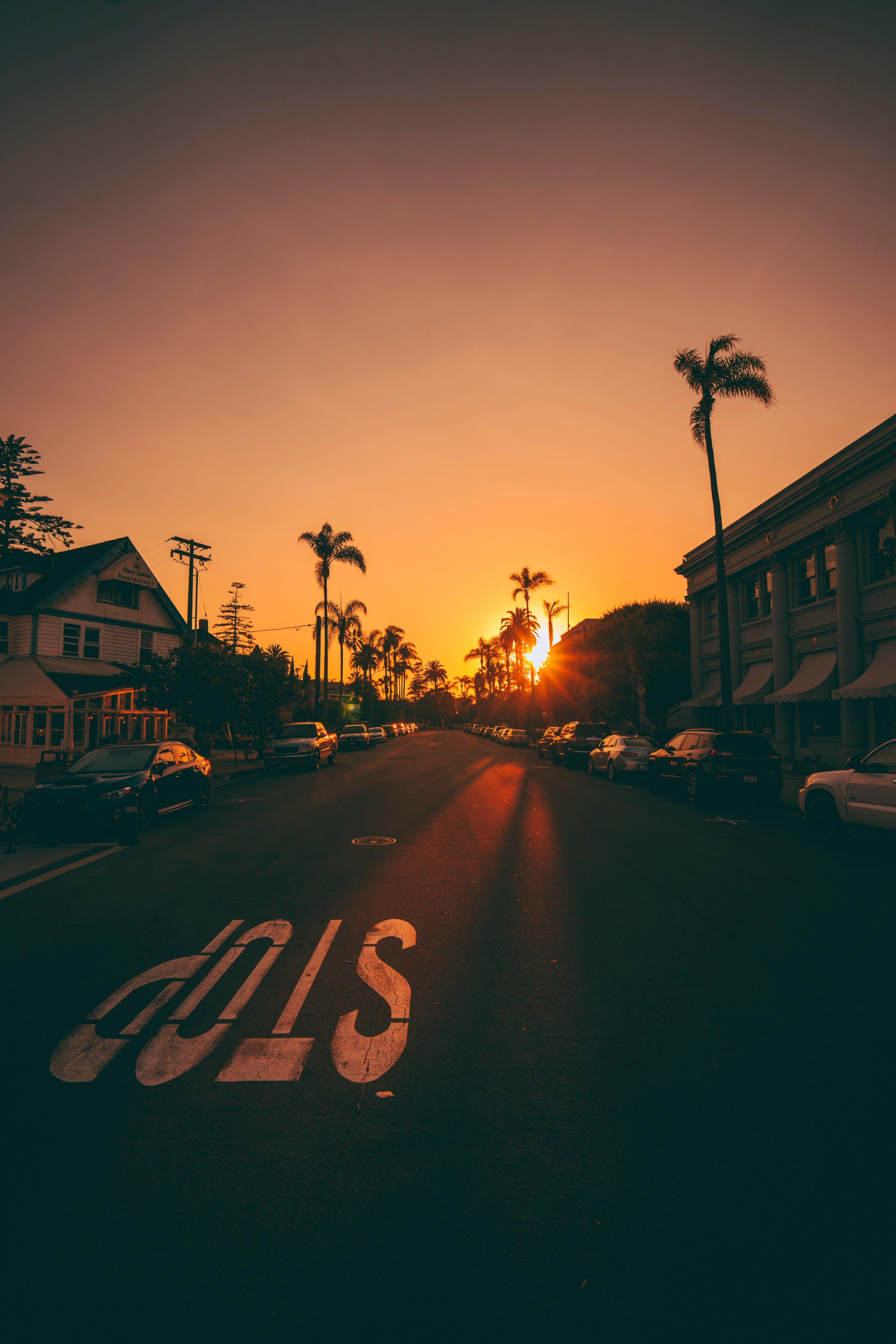 3840x5760 tree sunset sun and palm tree HD 4k wallpaper and background