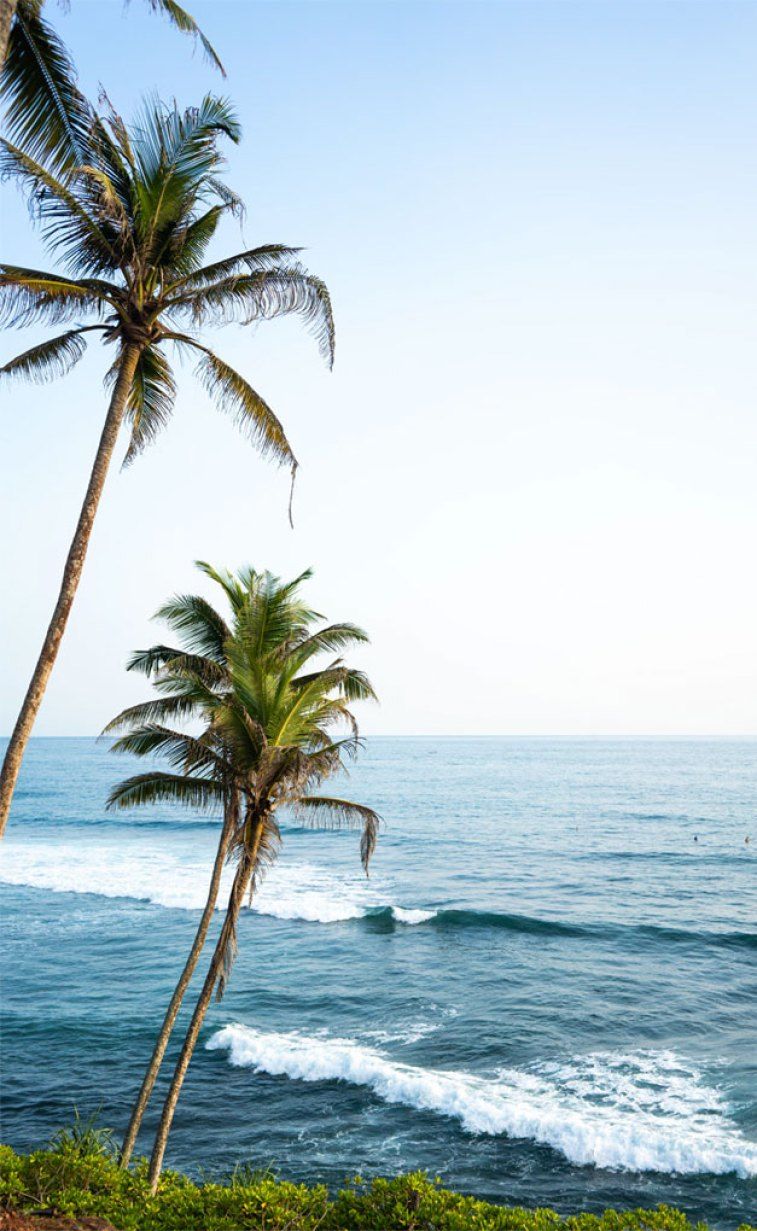 757x1231 Coconut tree and beautiful beach Tree Hill, Mirissa, Sri Lanka