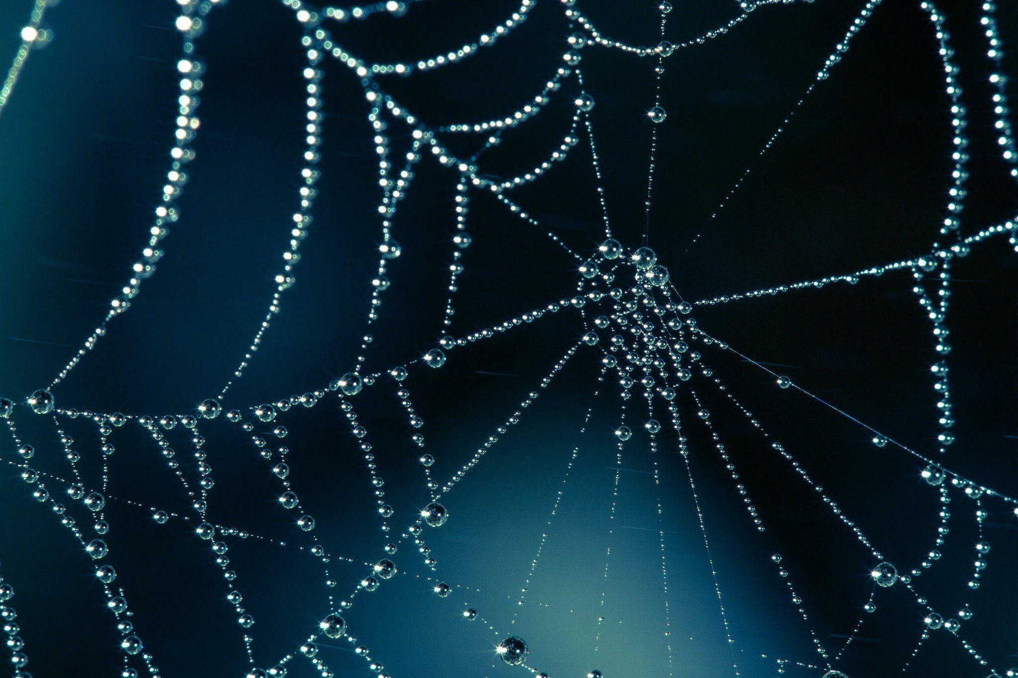 Spiderweb Wallpapers - Top Free Spiderweb Backgrounds - WallpaperAccess