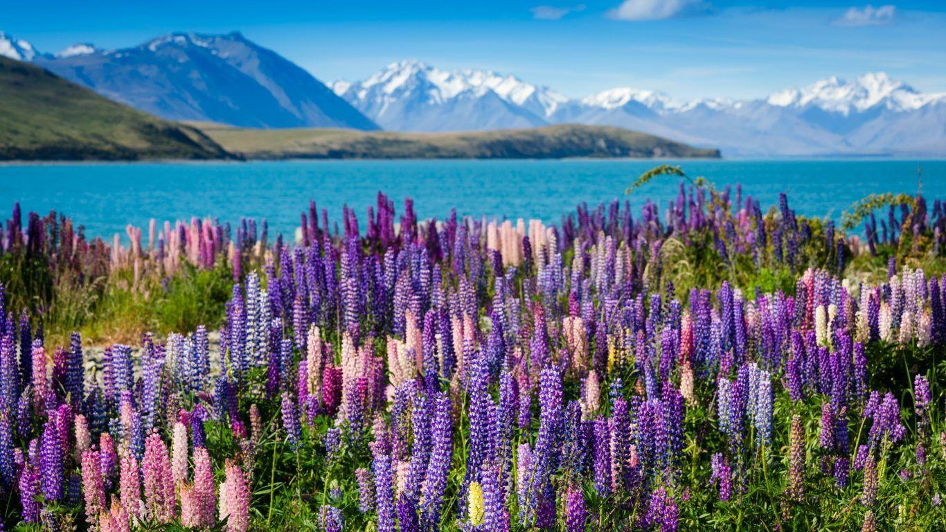 1366x768 Flowers: Blossoms South Island Mountain Pink Jeju Landscape Korea