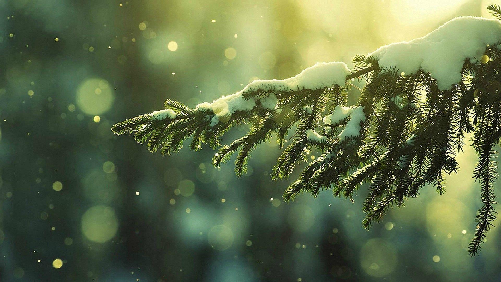 1920x1080 Snow, Snow Flakes, Winter, Depth Of Field, Trees wallpaper. nature