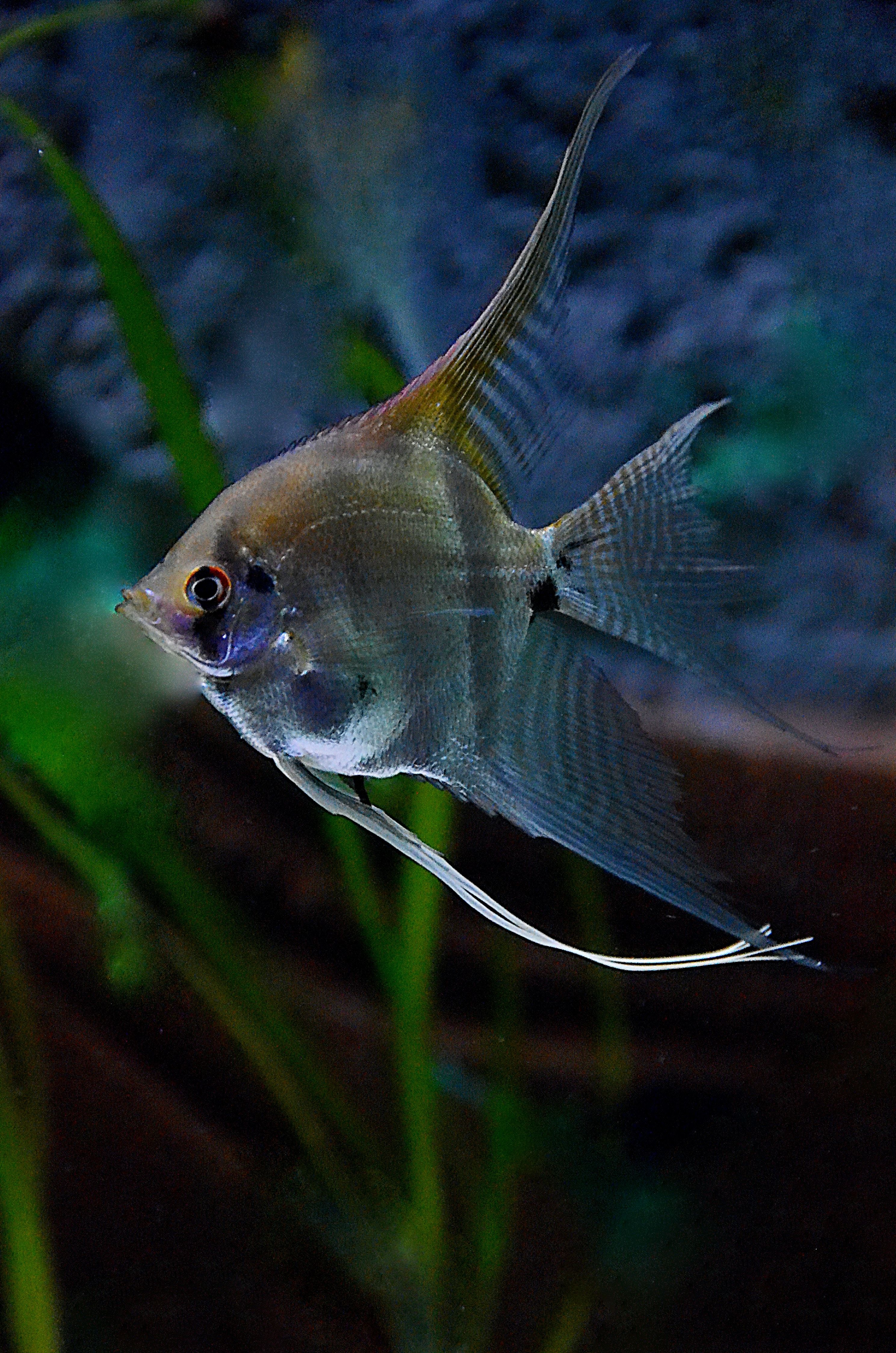 2977x4495 Angelfish Photo, Download The BEST Free Angelfish & HD Image