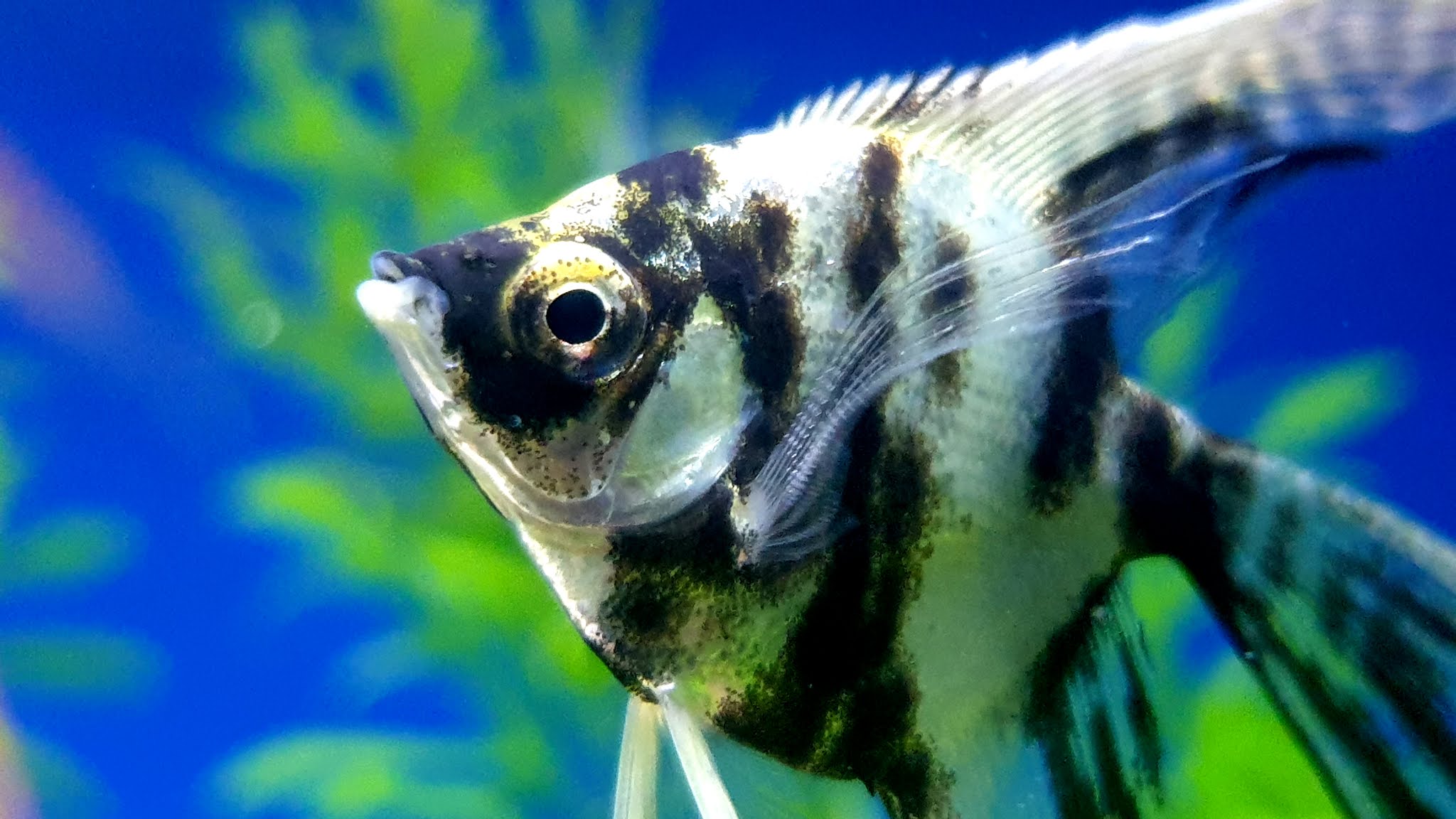 Picture Of An Angelfish Background Images, HD Pictures and Wallpaper For  Free Download | Pngtree