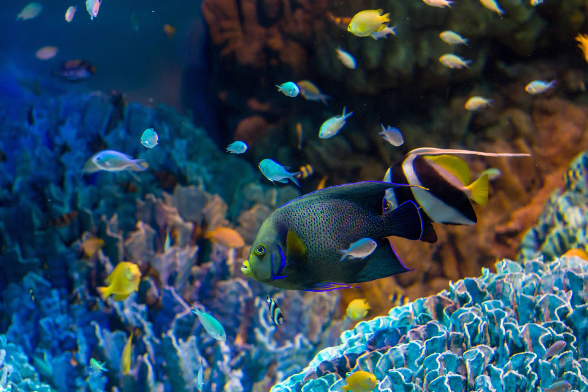 Angelfish Wallpapers - Top Free Angelfish Backgrounds - WallpaperAccess