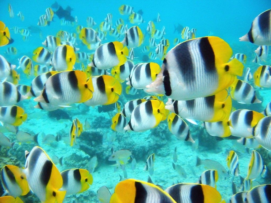 1024x768 Free download Beautiful Anemonefish Angelfish Sea Wallpaper For Computer Desktop [1024x768] for your Desktop, Mobile & Tablet. Explore Beautiful Fish Wallpaper for Desktop. Fish Wallpaper, Fish Background, Fish Wallpaper for Desktop