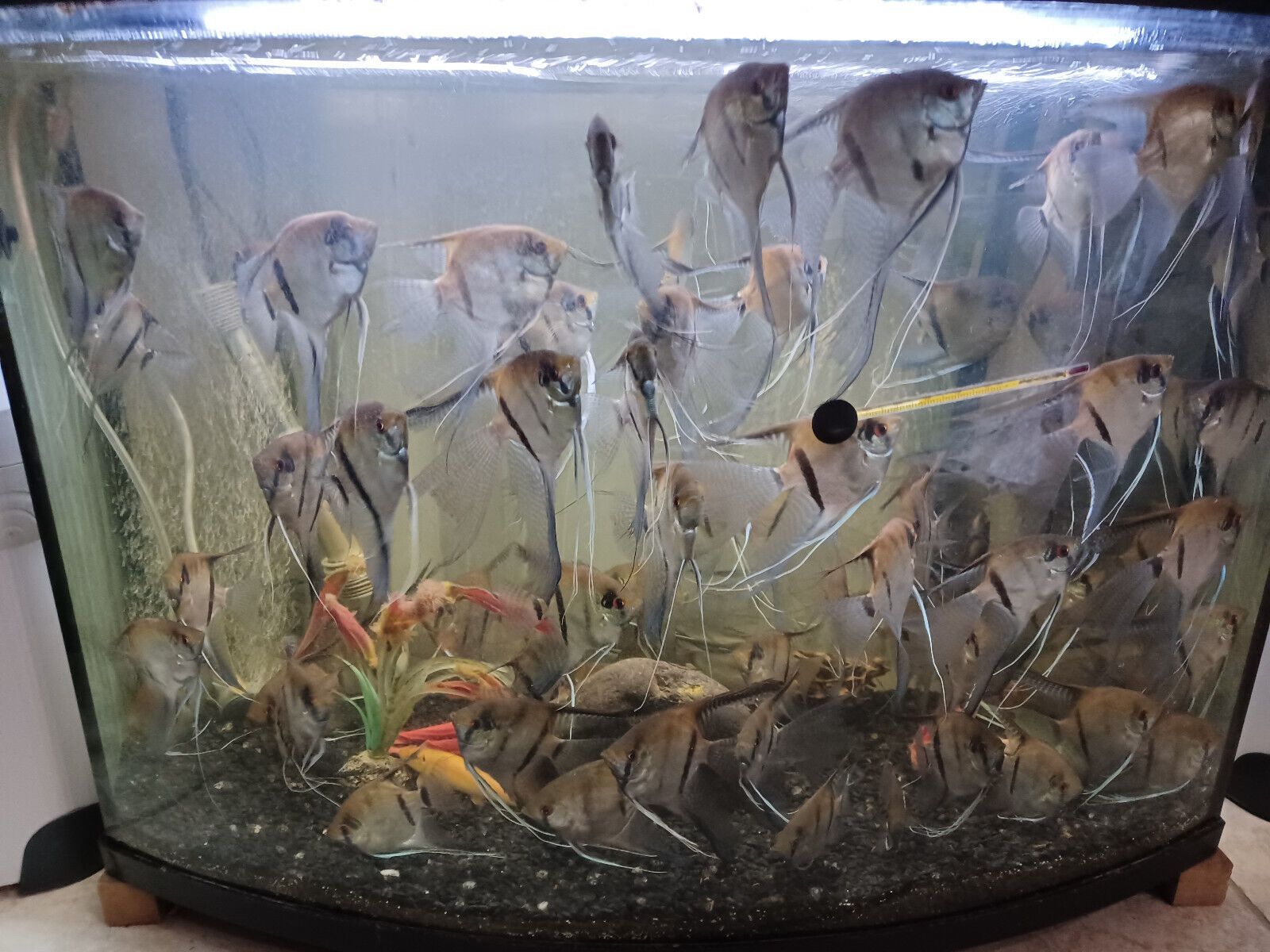 1600x1200 for $5! Assorted Angelfish LIVE FISH Read Description Local Pickup only