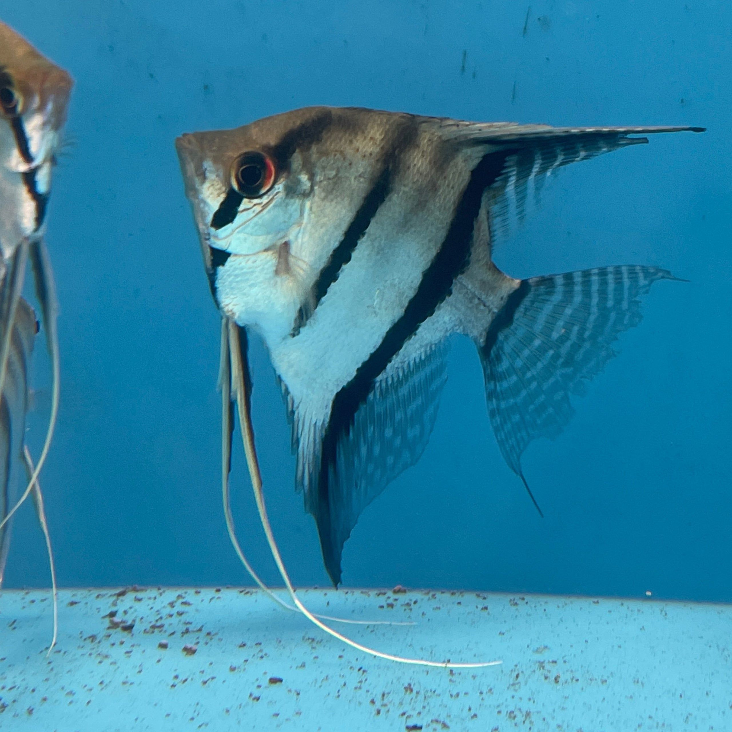 2560x2560 Wild Angelfish