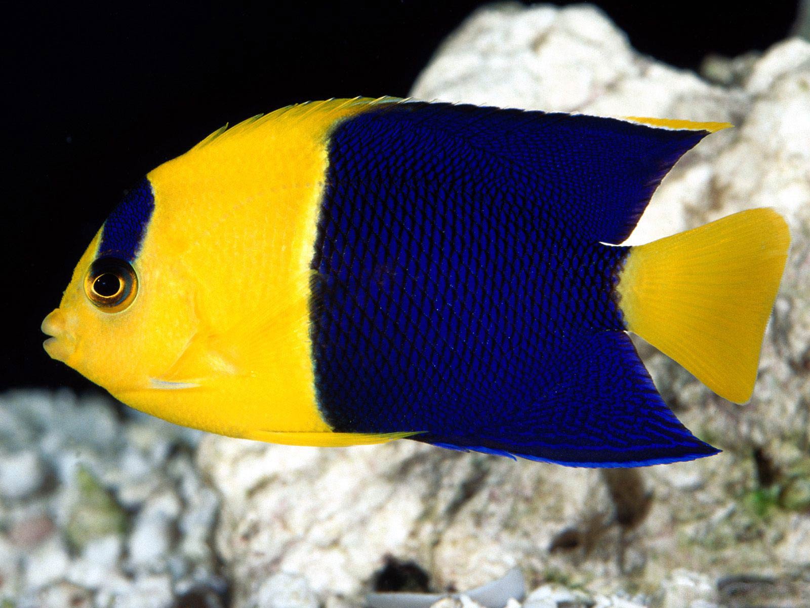 1600x1200 Angelfish Wallpaper and background