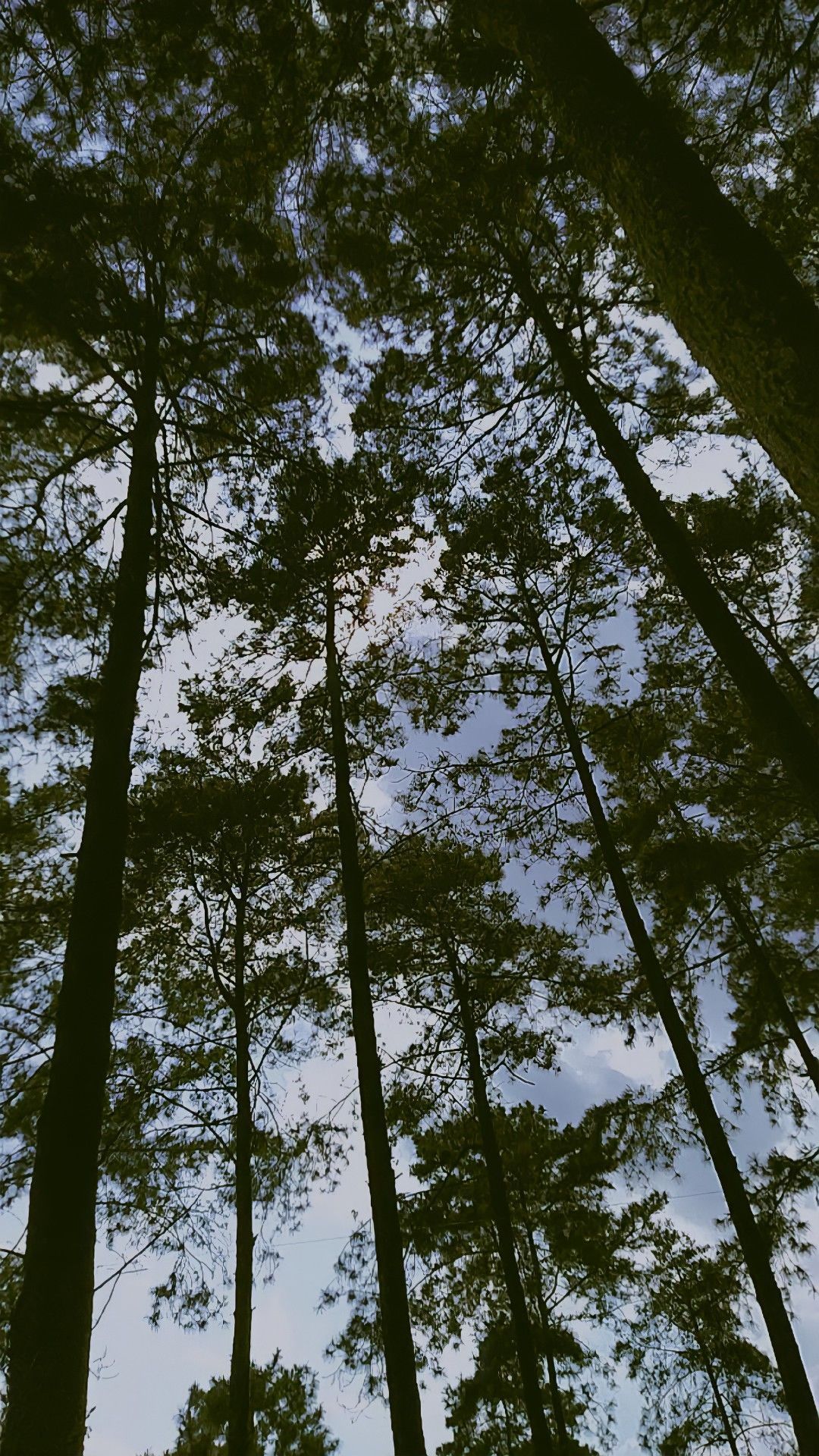 Pinus Wallpapers - Top Free Pinus Backgrounds - WallpaperAccess