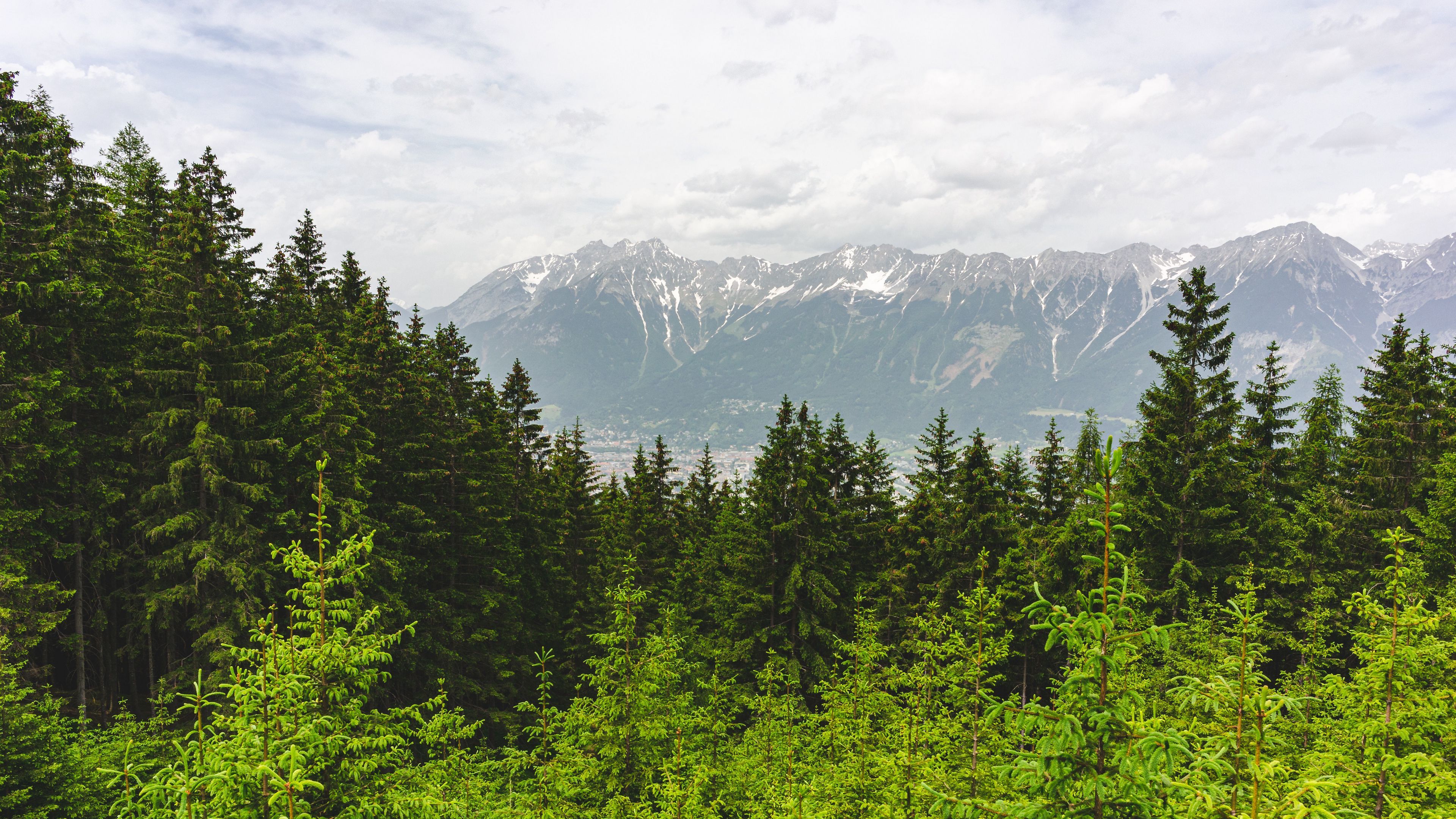 Pinus Wallpapers - Top Free Pinus Backgrounds - WallpaperAccess