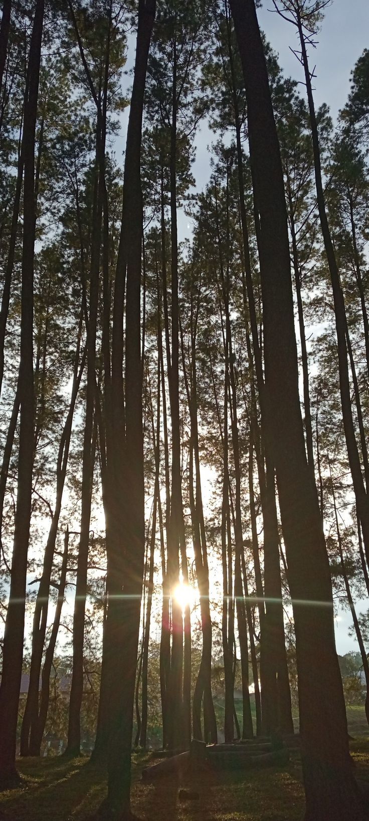 Pinus Wallpapers - Top Free Pinus Backgrounds - WallpaperAccess