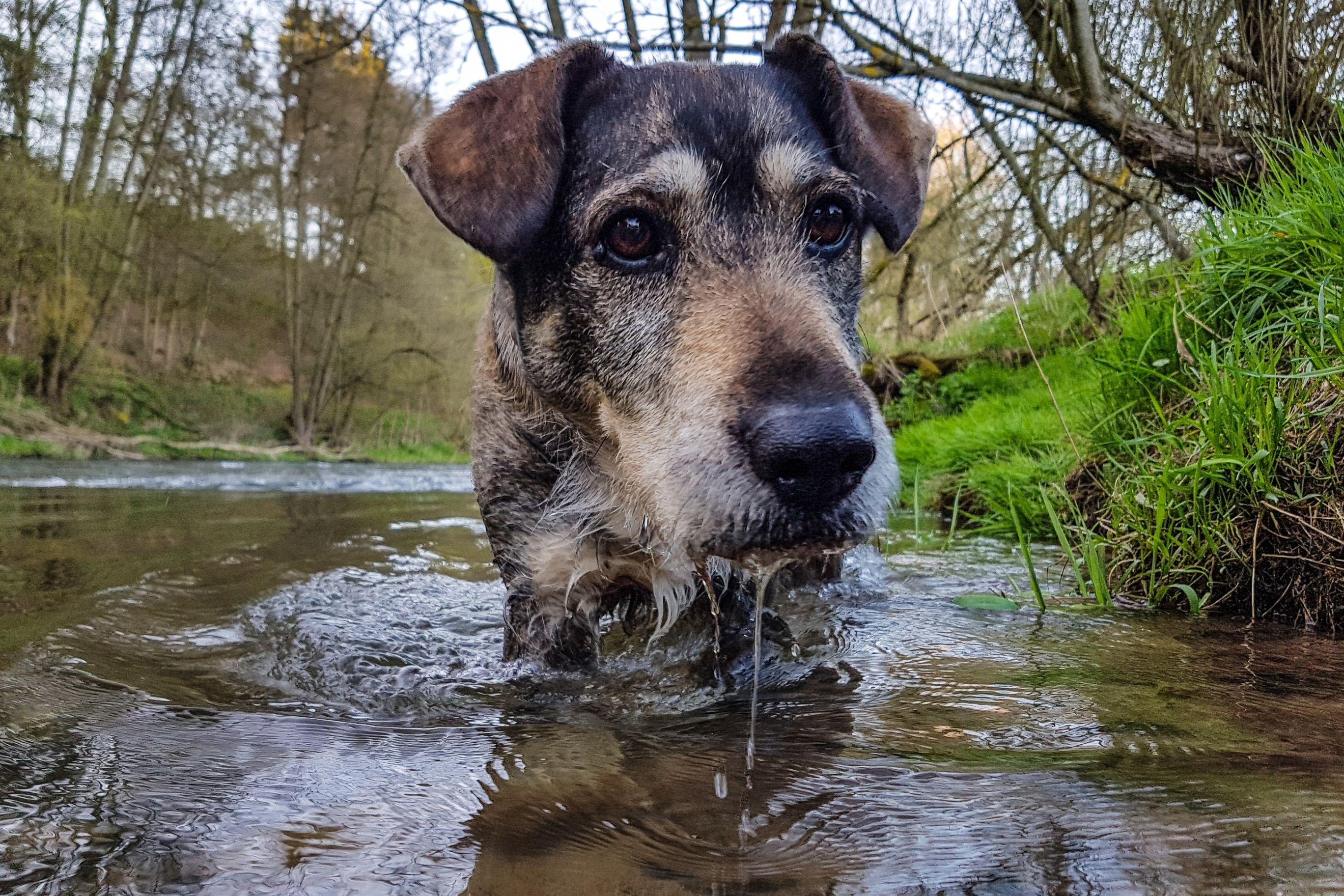 2736x1824 Dog 4K UltraHD Wallpaper. Wallpaper Studio 10. Tens of thousands