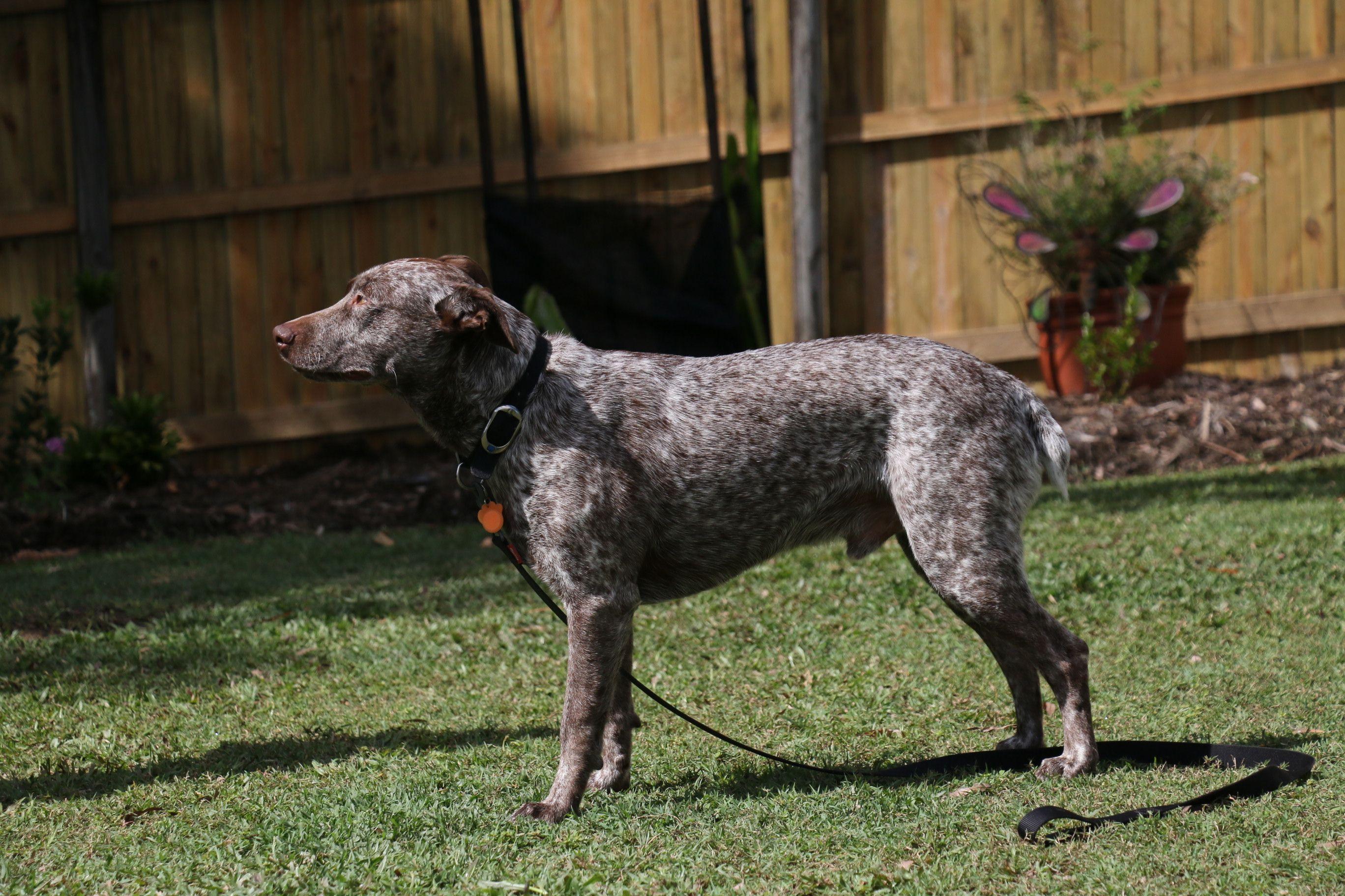 2736x1824 Image Australian Cattle Dogs Grass Animals 2736x1824