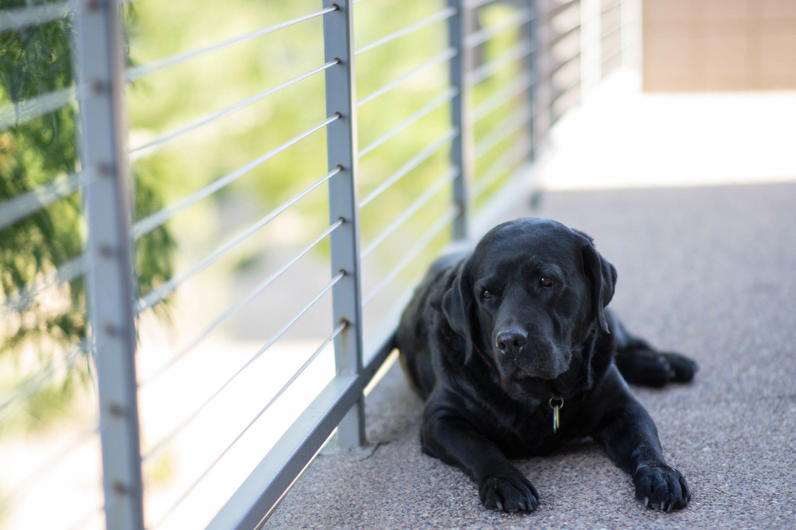 2736x1824 Download 2736x1824 Labrador Retriever, Black, Puppy, Lying Down