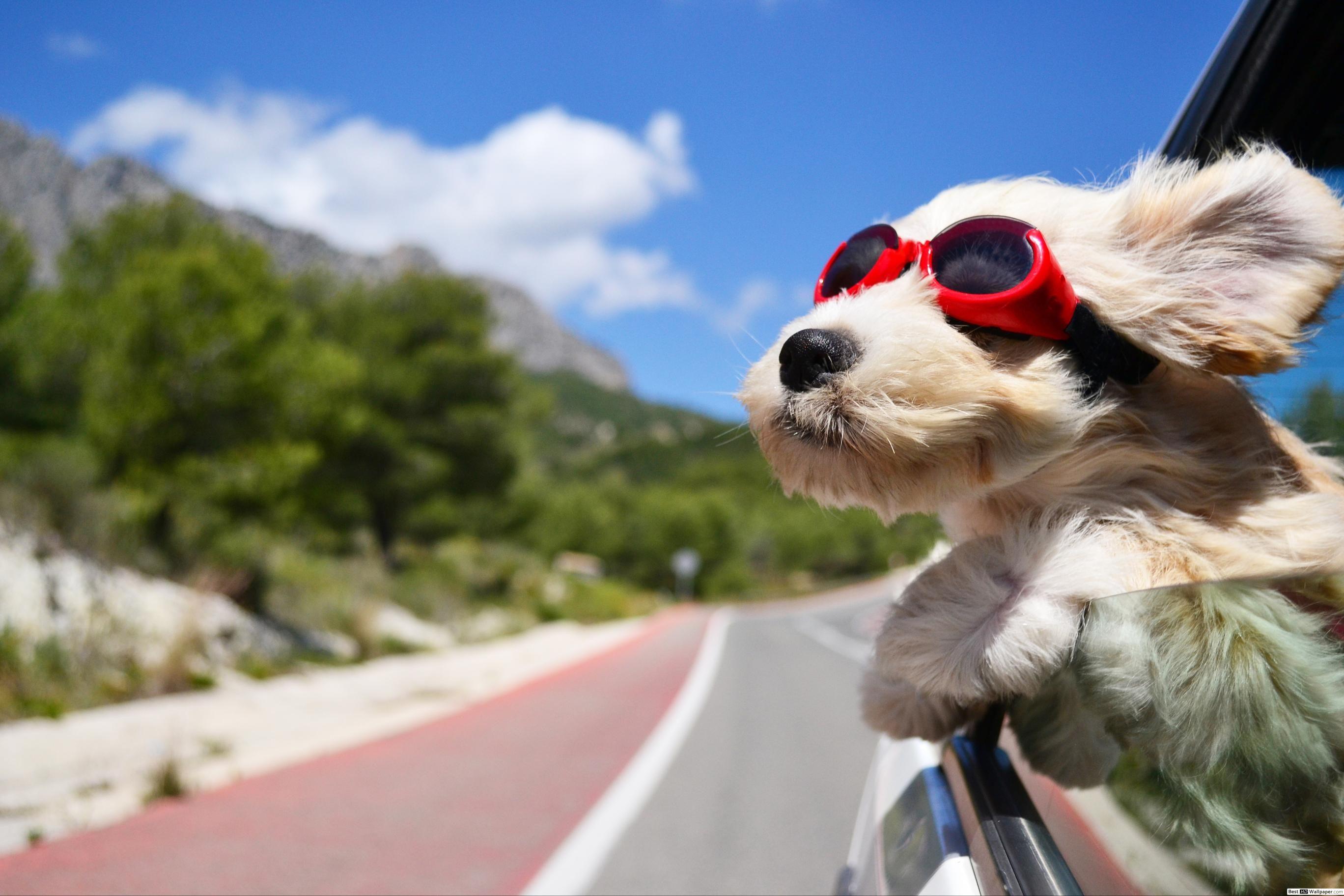 2736x1824 Dog fast ride HD wallpaper download