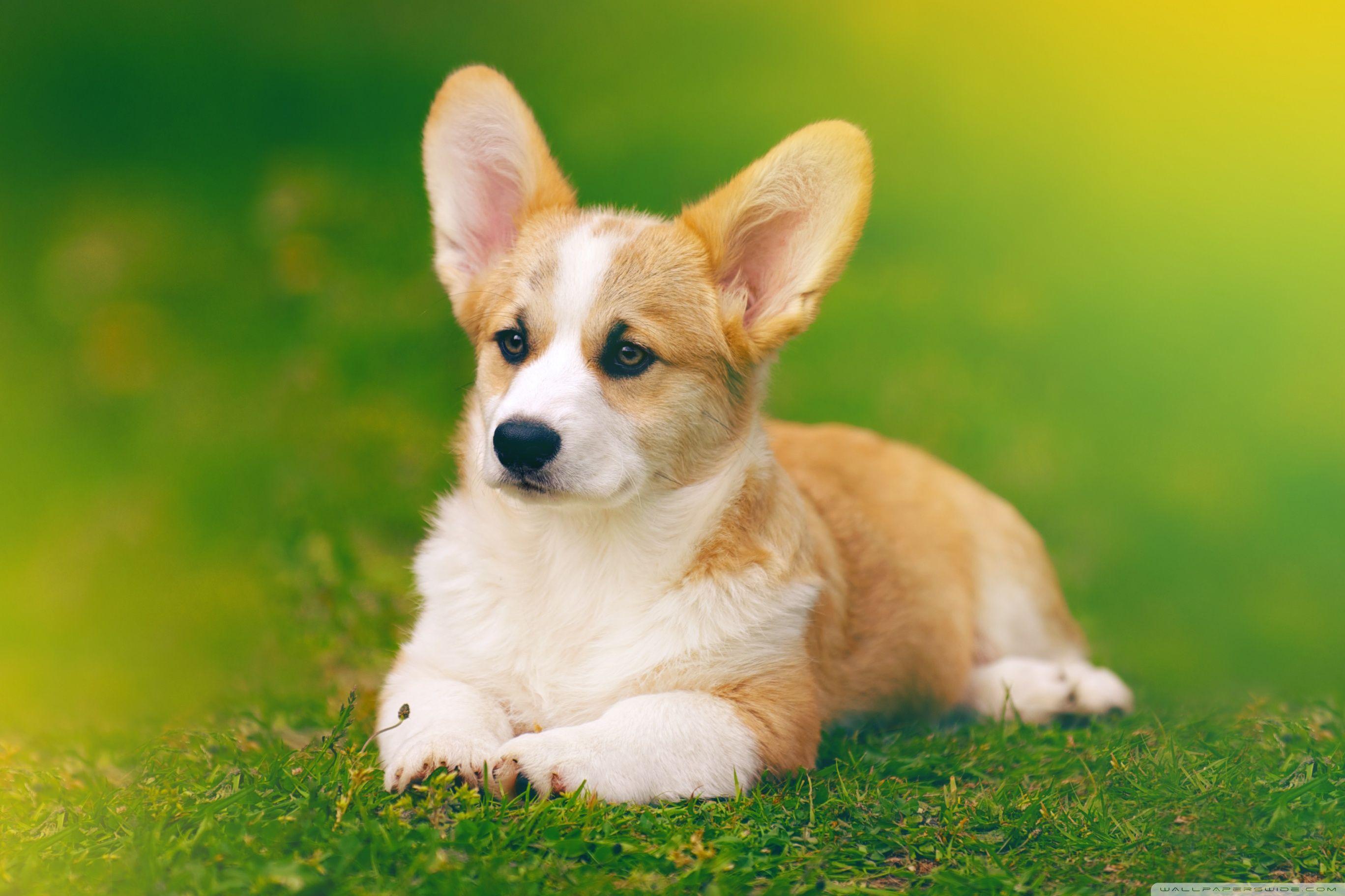 2736x1824 Pembroke Welsh Corgi Dog ❤ 4K HD Desktop Wallpaper for 4K Ultra HD
