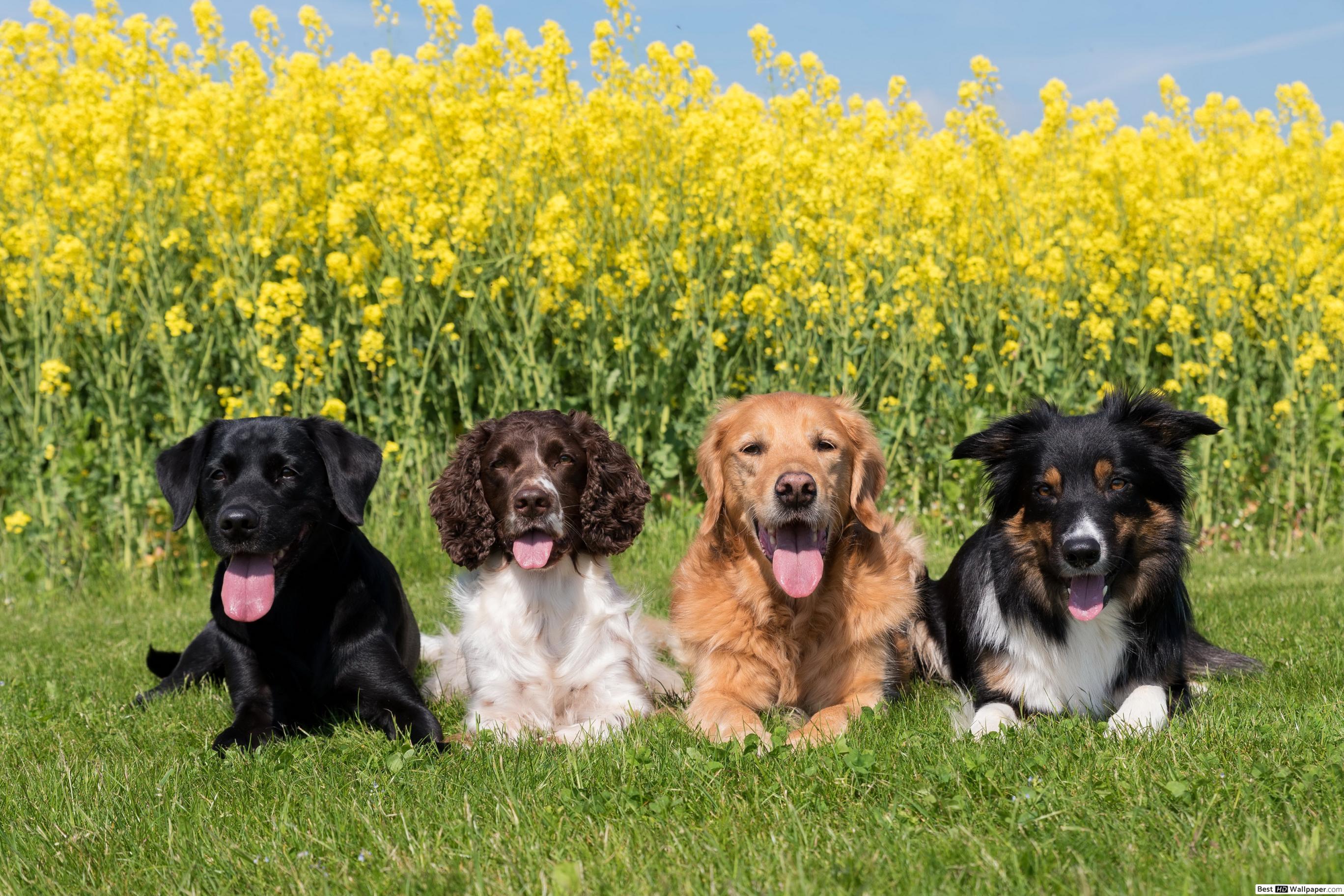2736x1824 Fur flower fields HD wallpaper download