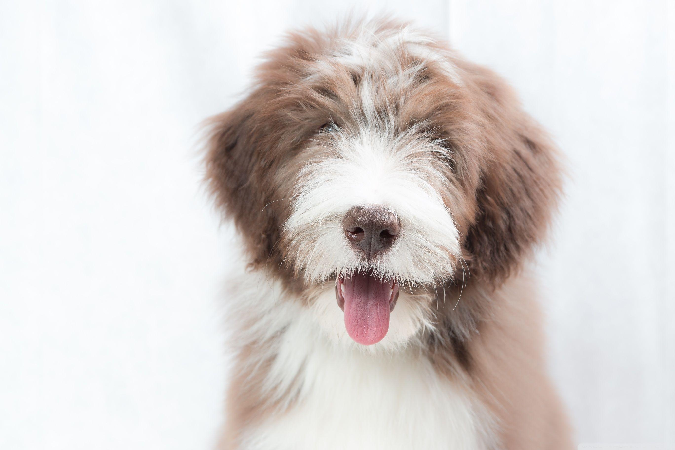 2736x1824 Bearded Collie Puppy, Dog ❤ 4K HD Desktop Wallpaper for 4K Ultra HD