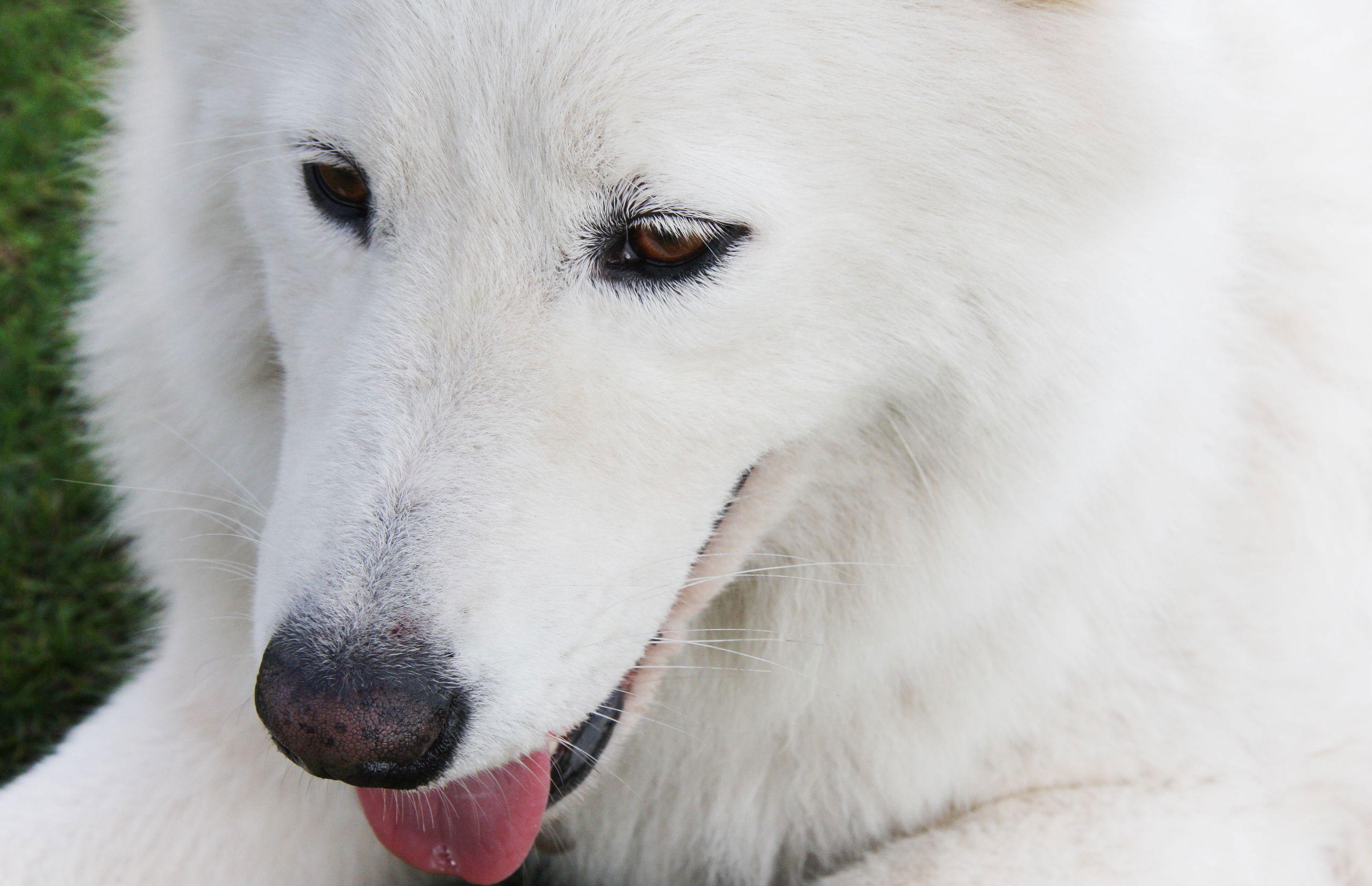 2814x1817 Samoyed HD Wallpaper and Background