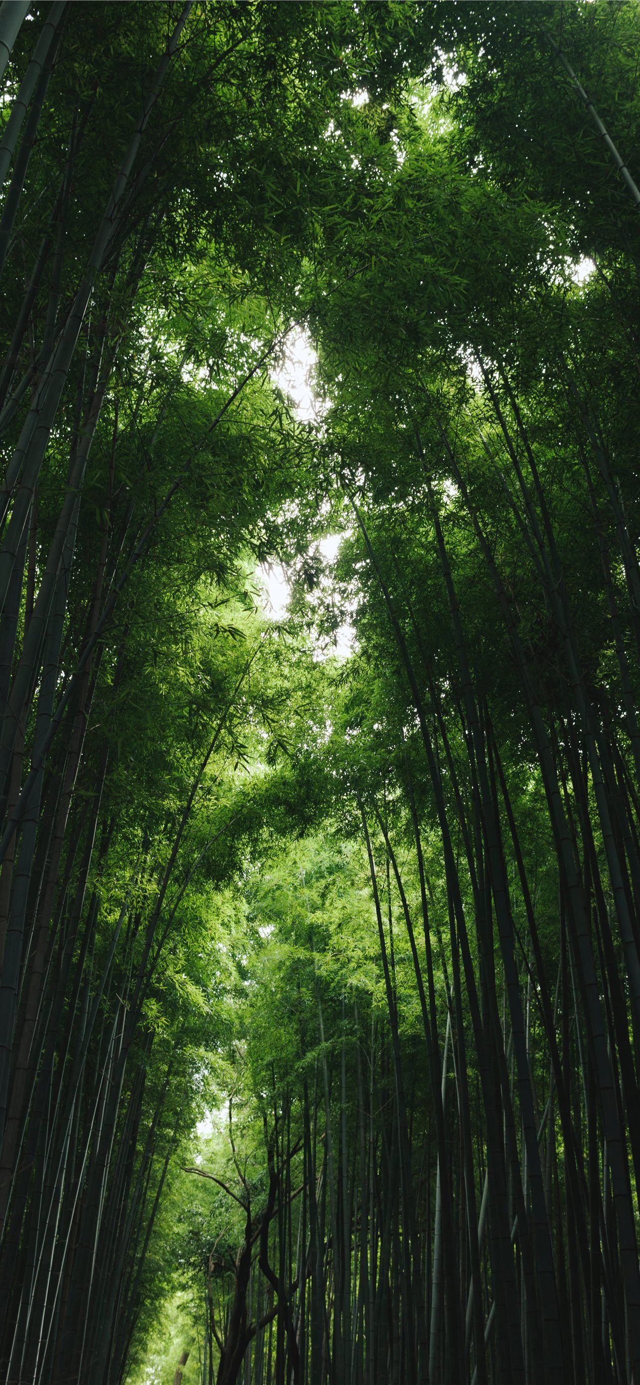 1284x2778 Forest Green iPhone 13 Wallpaper