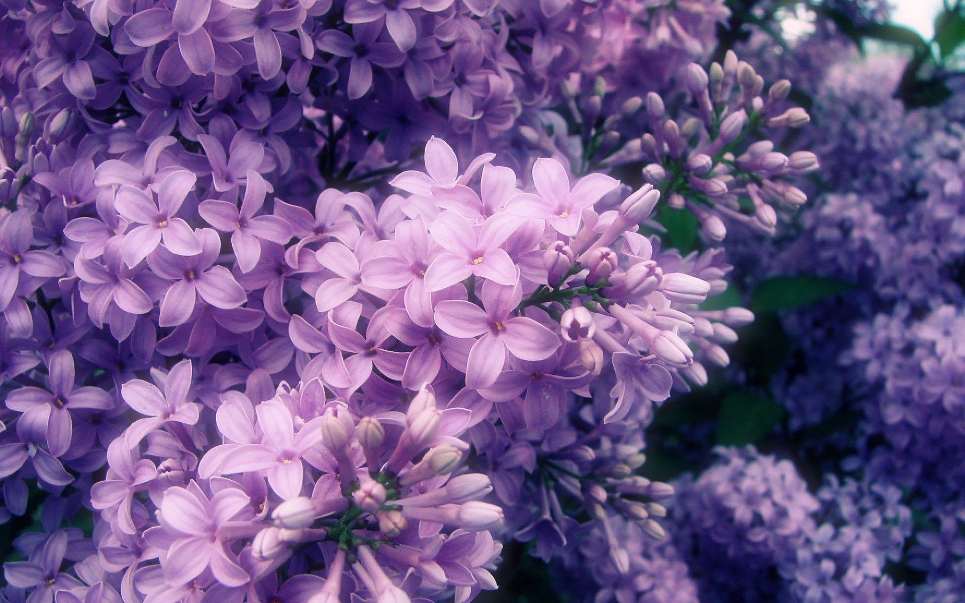 Purple Floral Desktop Wallpapers Top Free Purple Floral Desktop Backgrounds Wallpaperaccess