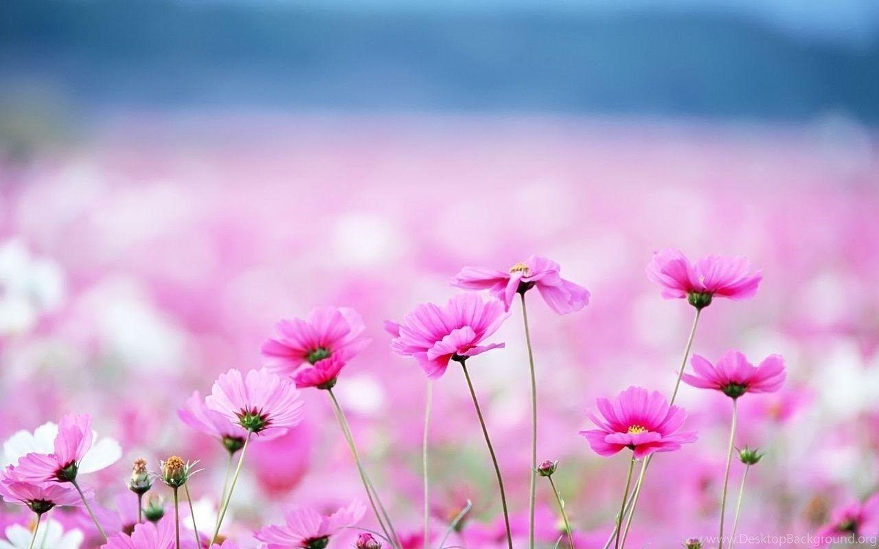 1280x800 Pretty Flower Background HD Wallpaper Desktop Wallpaper