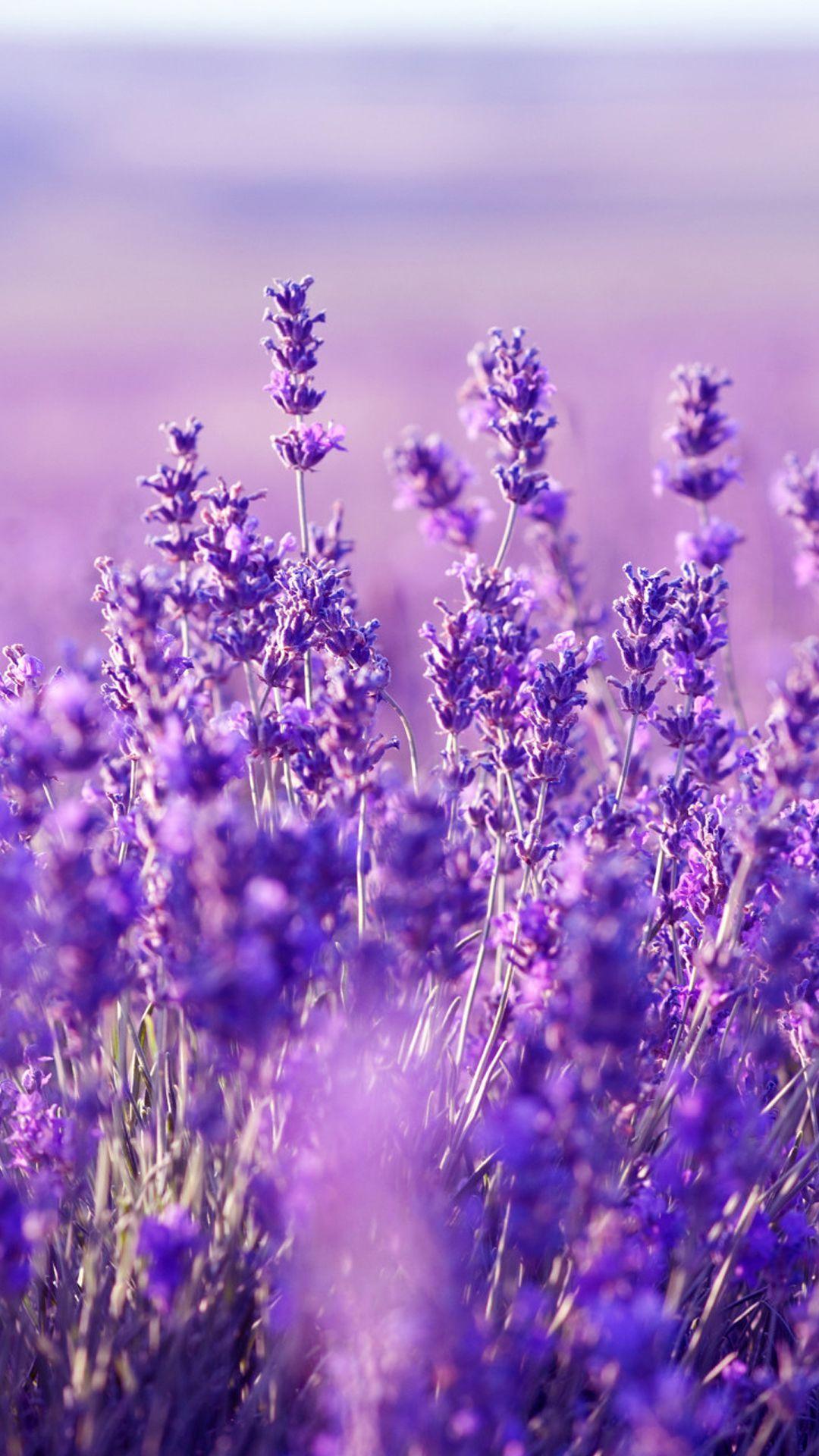 Lavender Purple Wallpapers - Top Free Lavender Purple Backgrounds -  WallpaperAccess